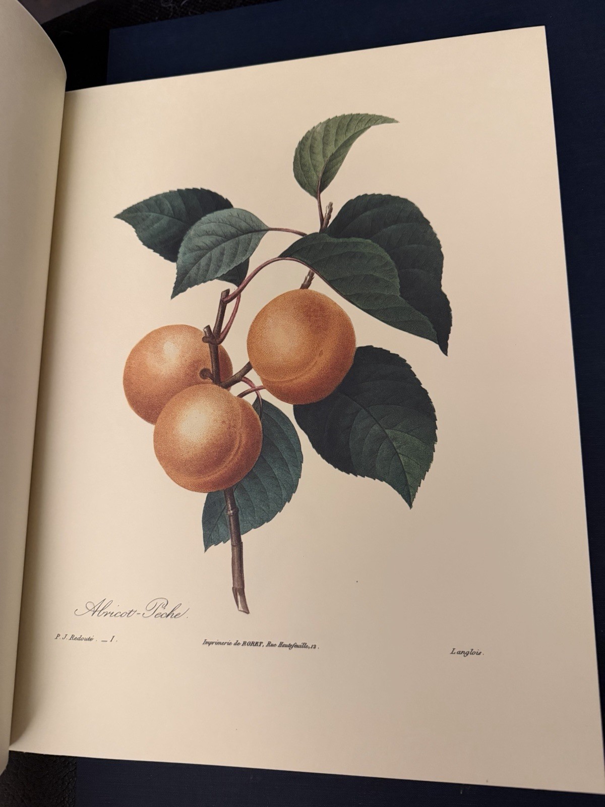 Beautiful Flowers & Fruits by Pierre Joseph Redoute – Like New Condition