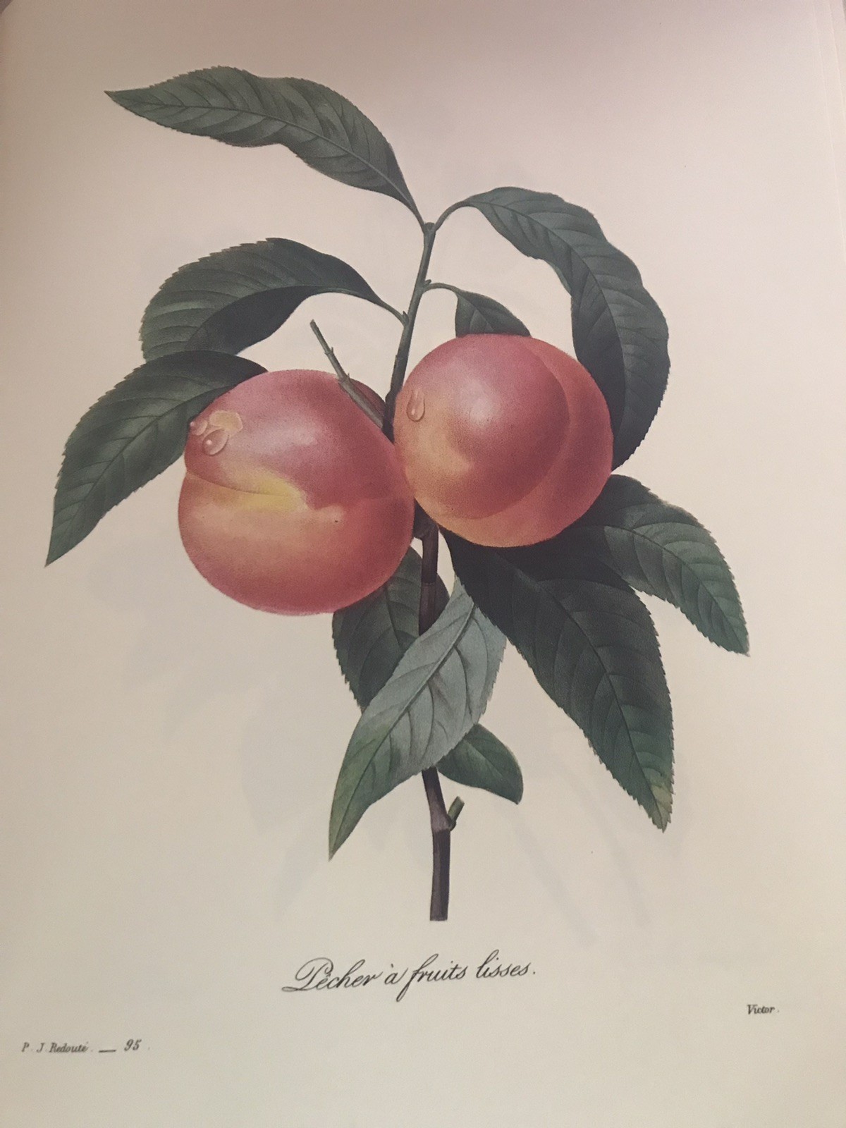 The Most Beautiful Flowers Pierre Joseph Redoute Coffee Table Book HCDJ Vtg 1981