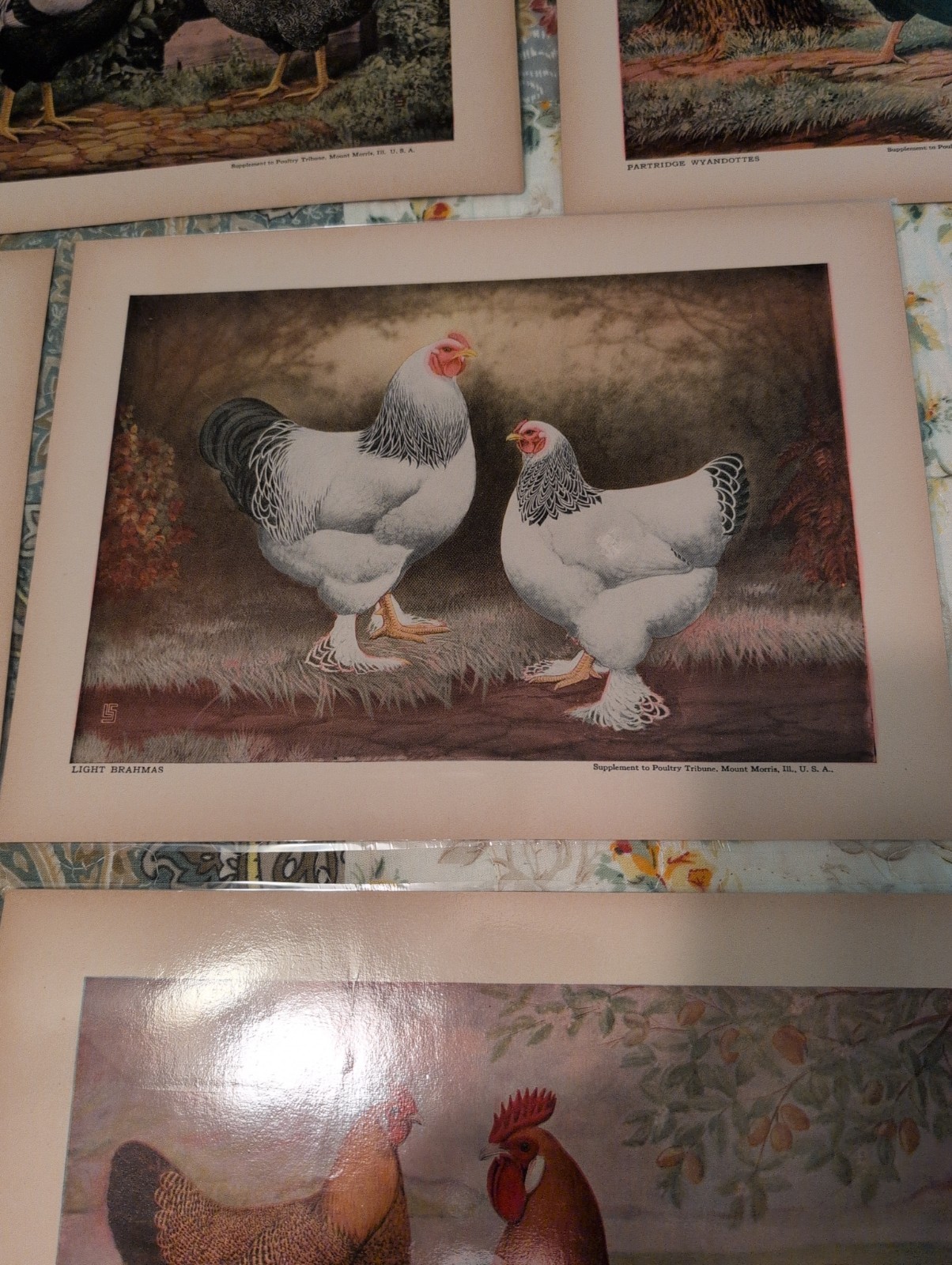 12- 1920s-1930s Poultry Tribune Magazine Chicken Poultry Prints- Laminated