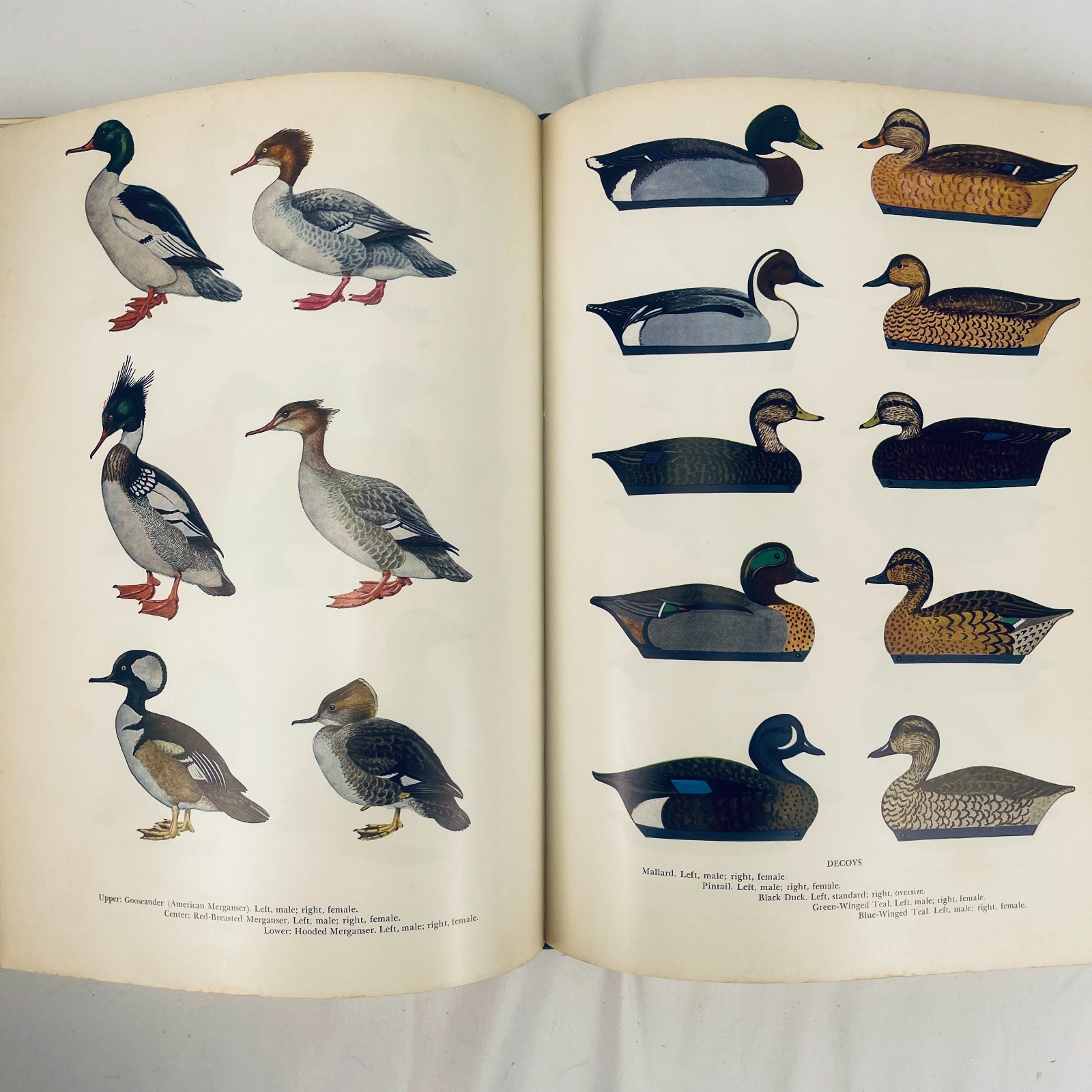 The New Hunters Encyclopedia editor Raymond R. Camp 1972 Third Revised Edition
