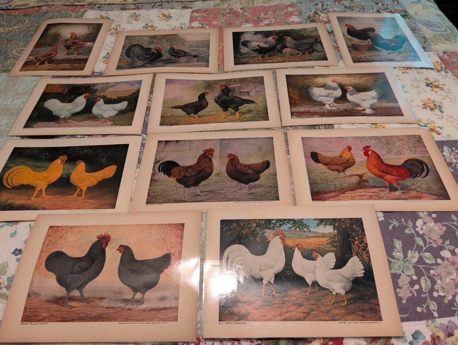 12- 1920s-1930s Poultry Tribune Magazine Chicken Poultry Prints- Laminated