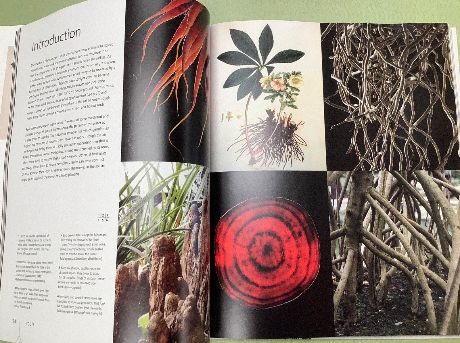 Botany for the Artist (Practical Art) by Simblet