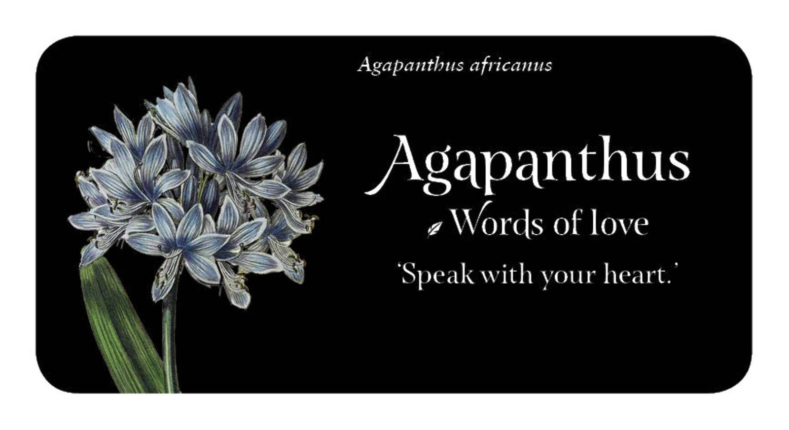 Language of Flowers