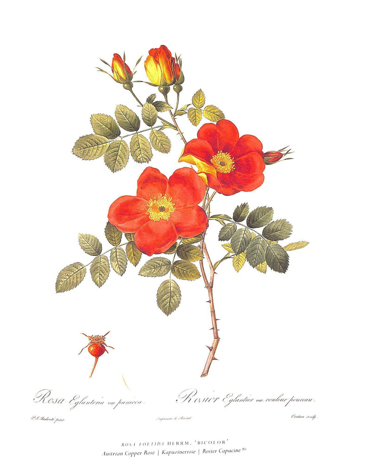 «The Roses Pierre-Joseph Redoute» 2007 REDOUTÉ, Pierre-Joseph, [1759 -1840]