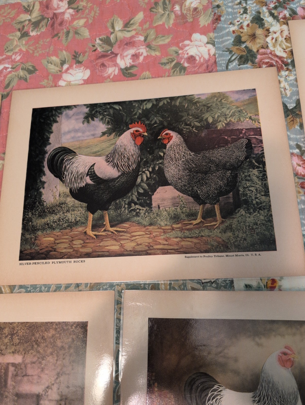 12- 1920s-1930s Poultry Tribune Magazine Chicken Poultry Prints- Laminated