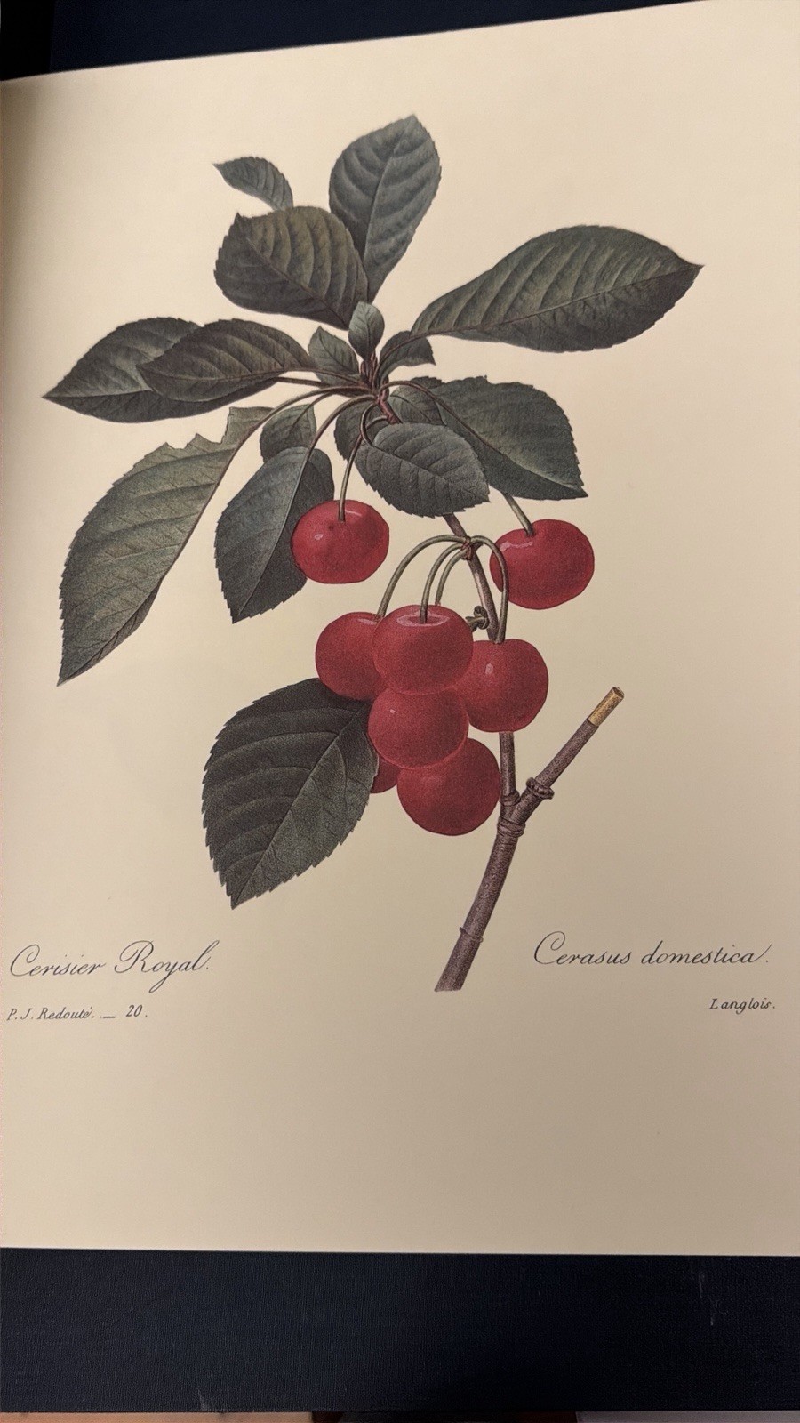 Beautiful Flowers & Fruits by Pierre Joseph Redoute – Like New Condition