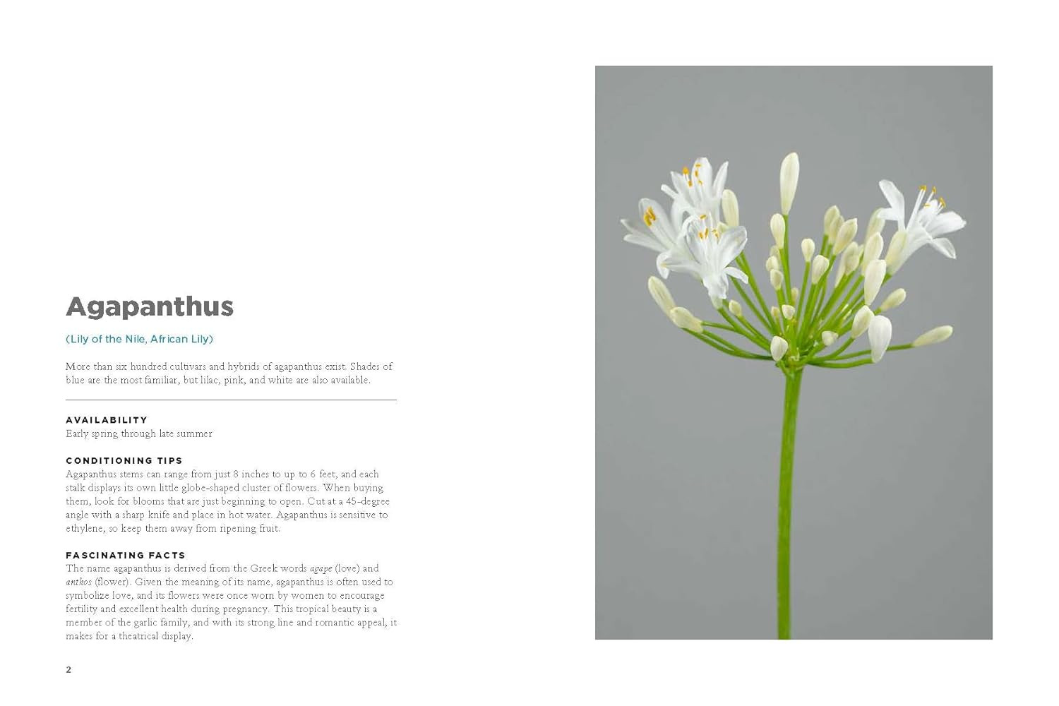 The Encyclopedia of Cut Flowers: What Flowers to Buy, When to Buy Them, and How