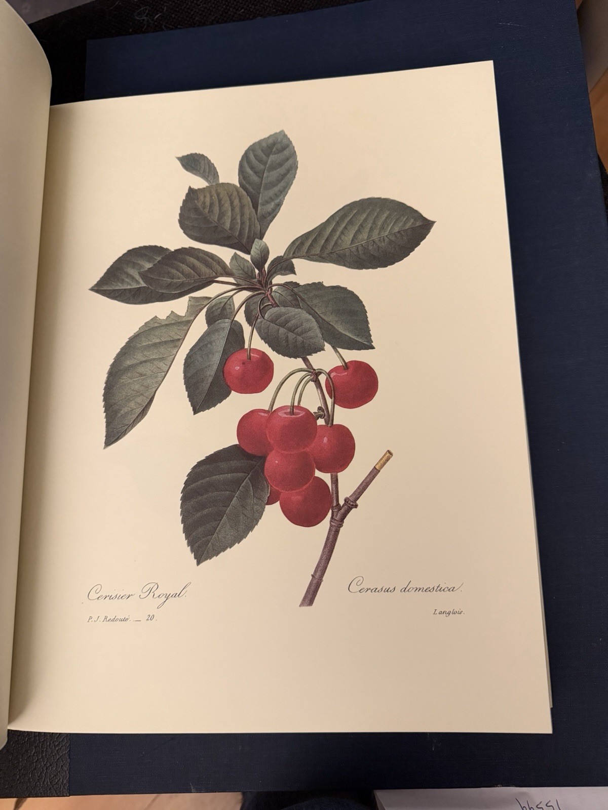 Beautiful Flowers & Fruits by Pierre Joseph Redoute – Like New Condition