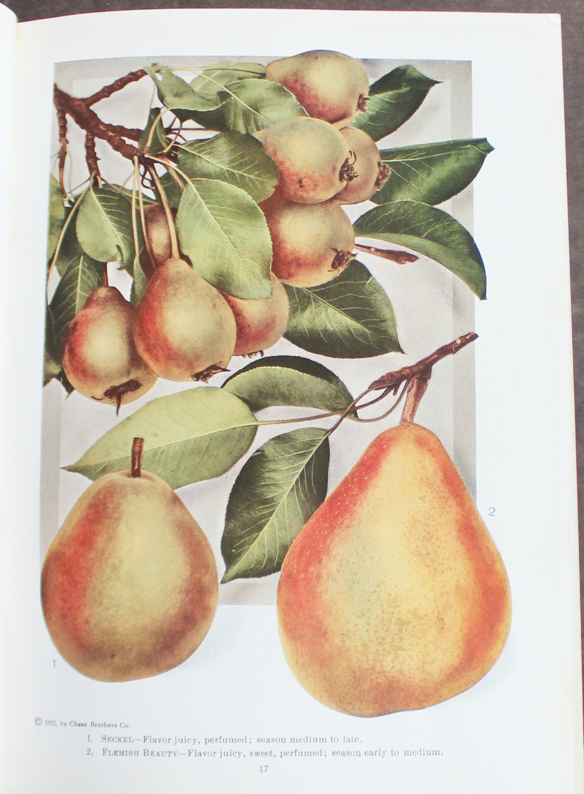 Rare Antique Old Book Chase Fruit Tree Flower Garden 1922 Vine Natural Nature ⭐