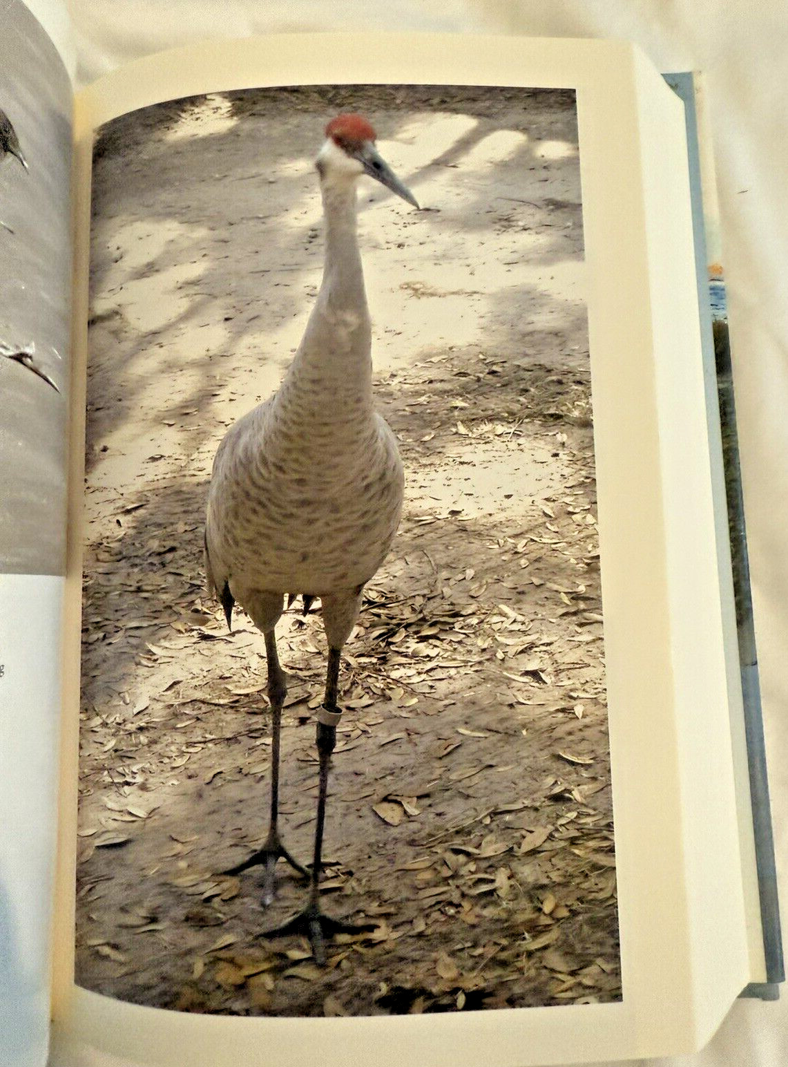 NEW Life Traces Georgia Coast Plants Animals Photos Martin 2013 Book HC DJ