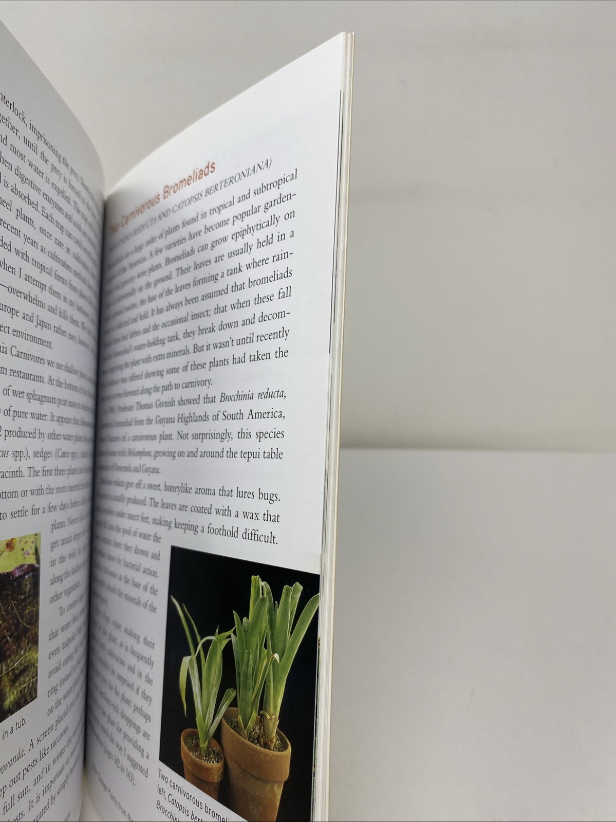 Savage Garden Revised Edition Carnivorous Plants Paperback Clean Pages