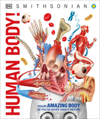 Human Body! – Hardcover By DK – GOOD