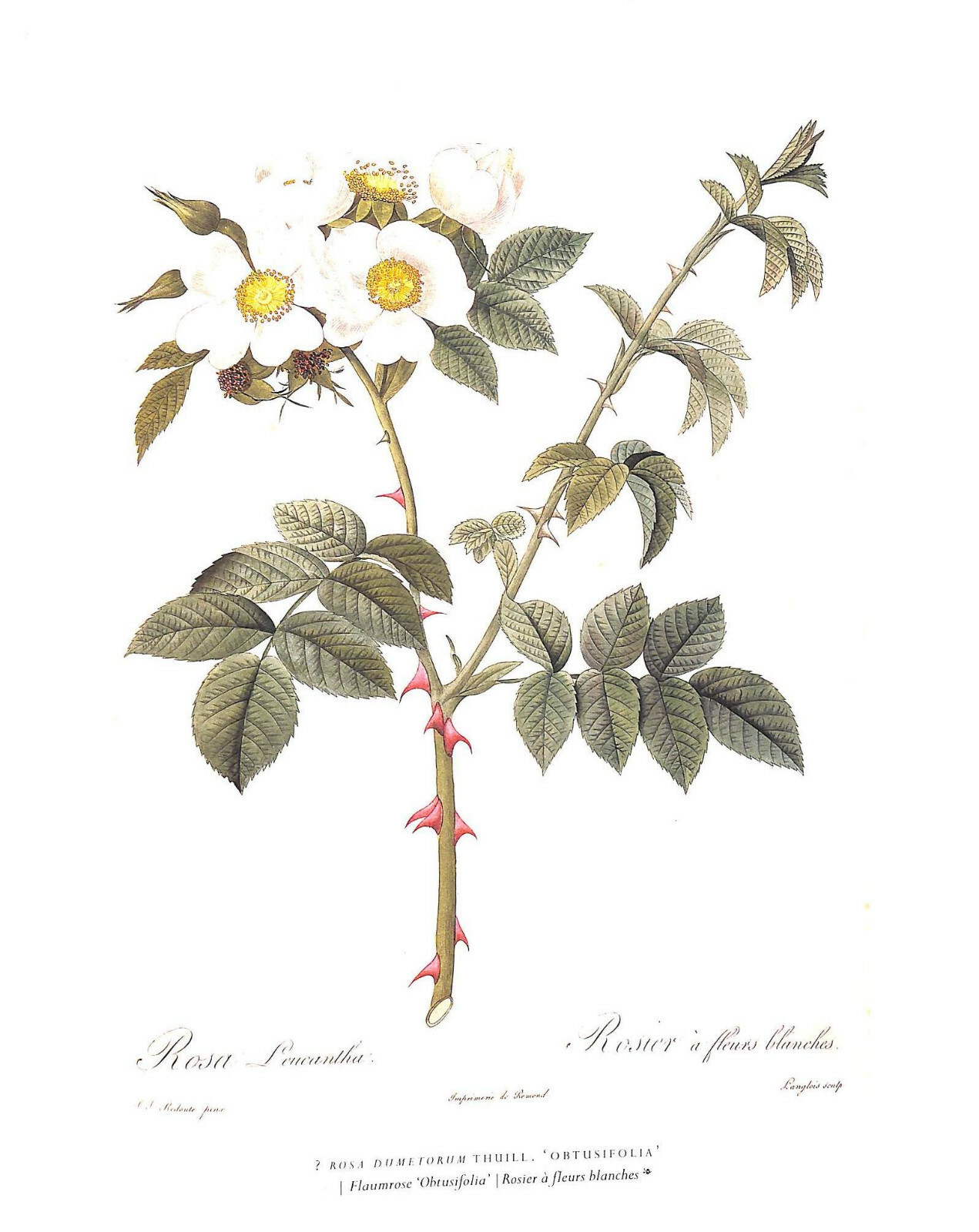 «The Roses Pierre-Joseph Redoute» 2007 REDOUTÉ, Pierre-Joseph, [1759 -1840]