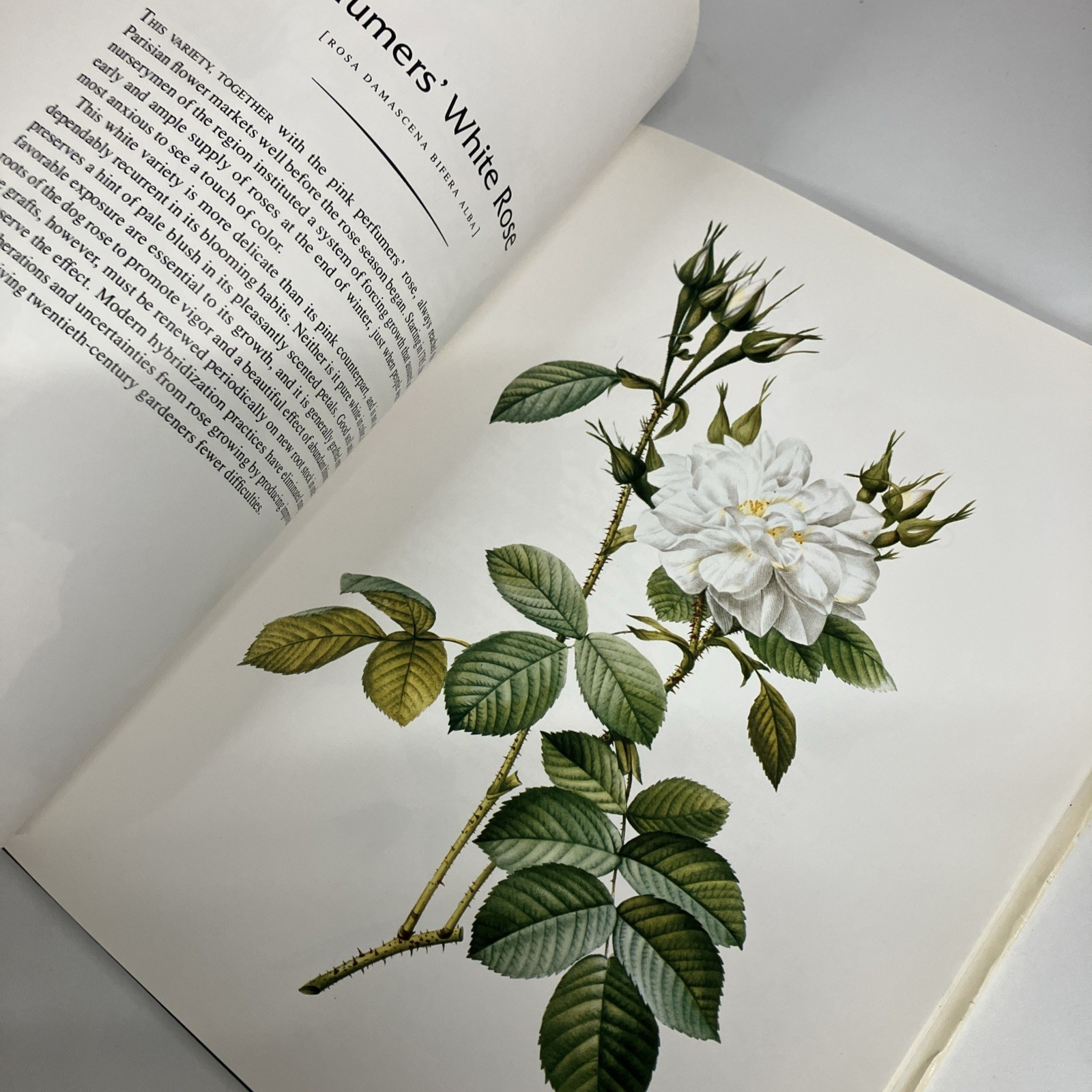 THE COMPLETE BOOK OF 169 REDOUTE ROSES By Pierre Joseph Redoute – Hardcover