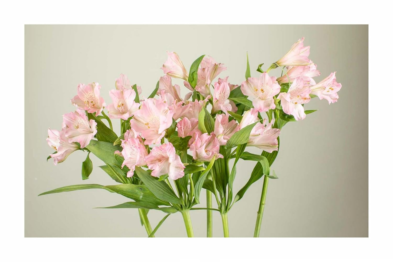 The Encyclopedia of Cut Flowers: What Flowers to Buy, When to Buy Them, and How