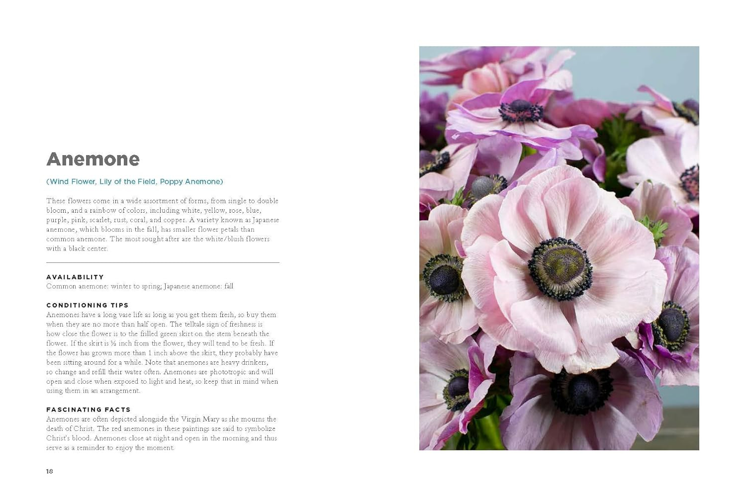 The Encyclopedia of Cut Flowers: What Flowers to Buy, When to Buy Them, and How