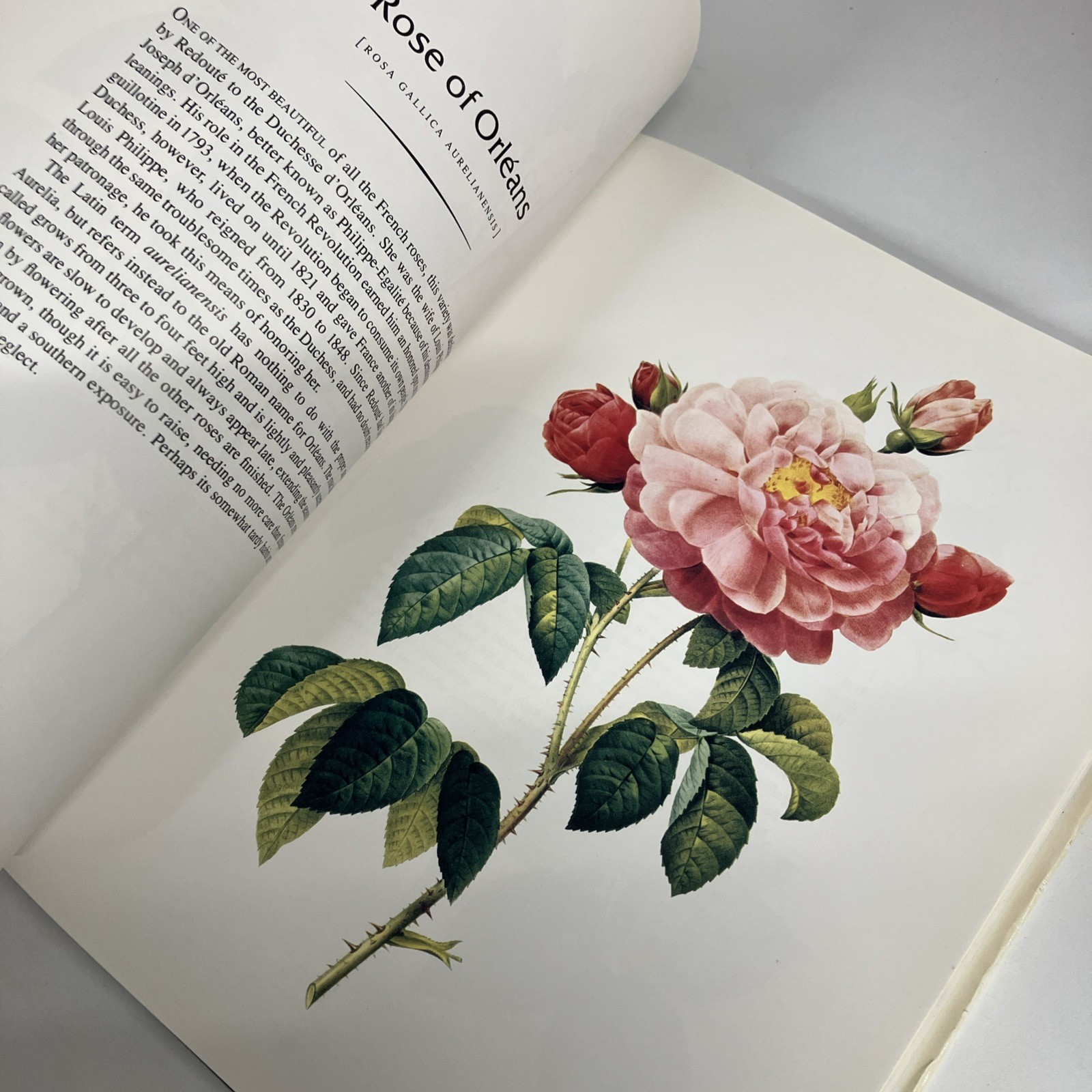 THE COMPLETE BOOK OF 169 REDOUTE ROSES By Pierre Joseph Redoute – Hardcover