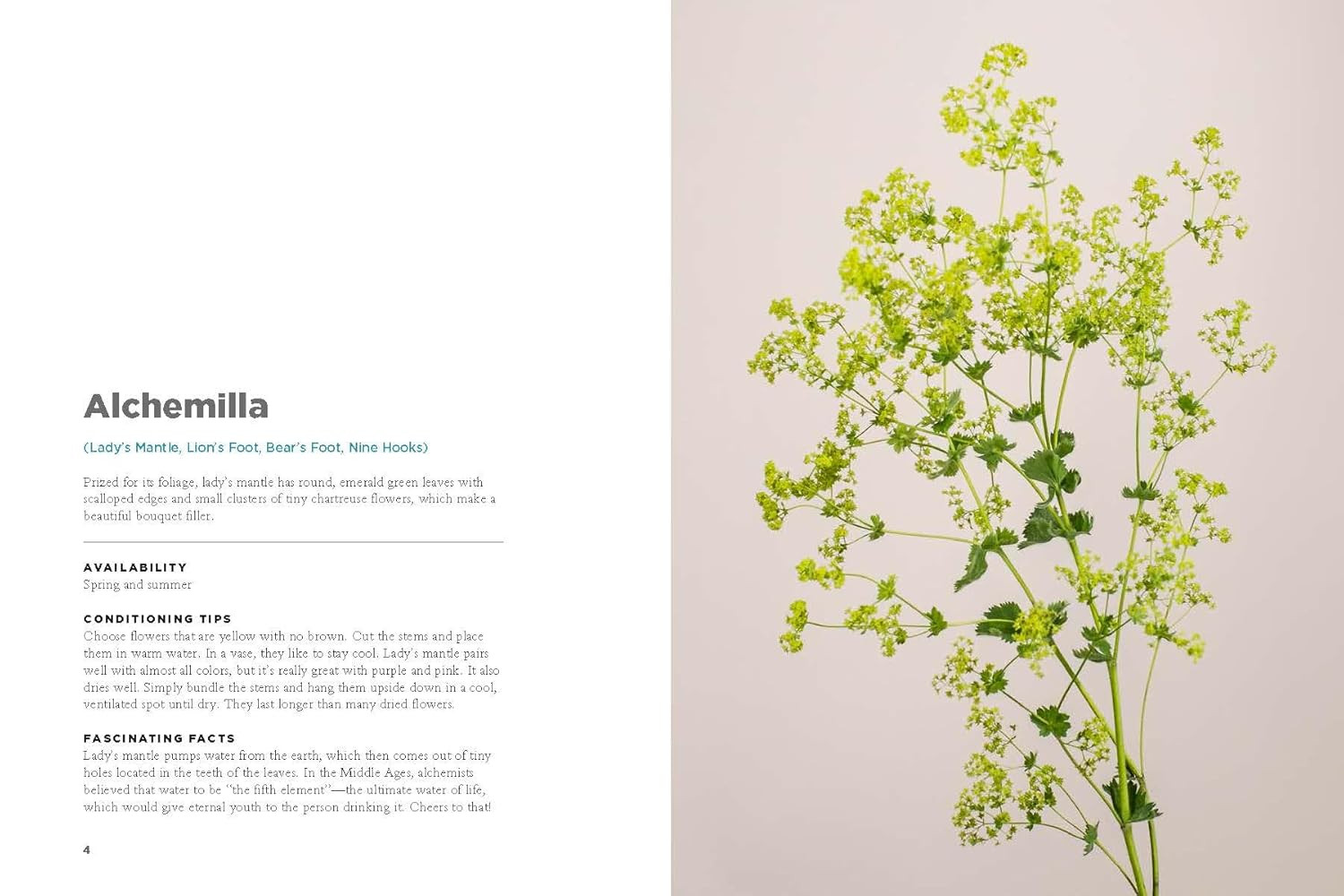 The Encyclopedia of Cut Flowers: What Flowers to Buy, When to Buy Them, and How