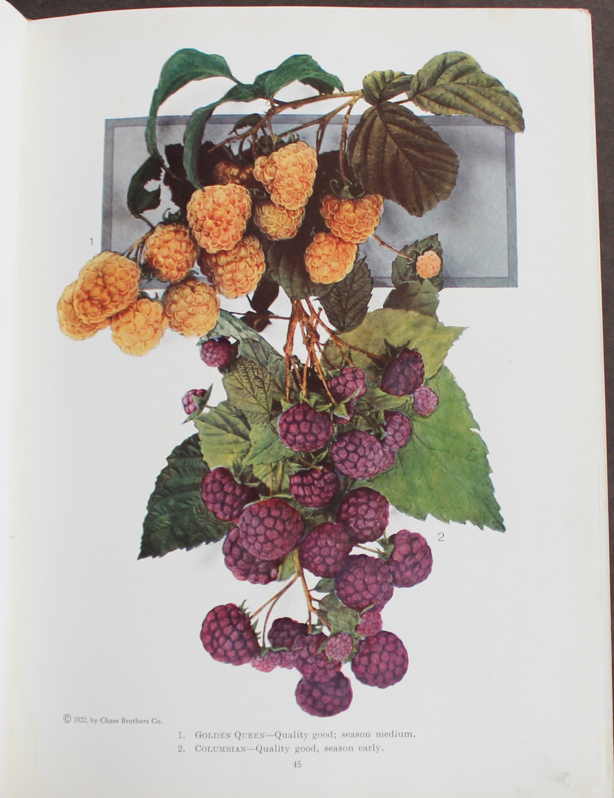Rare Antique Old Book Chase Fruit Tree Flower Garden 1922 Vine Natural Nature ⭐