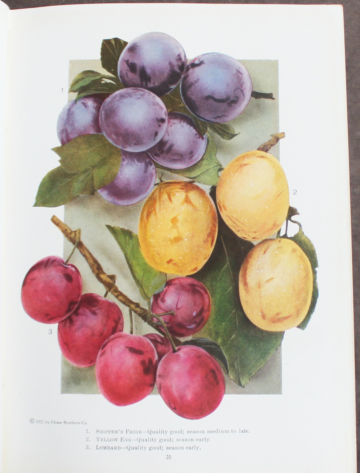 Rare Antique Old Book Chase Fruit Tree Flower Garden 1922 Vine Natural Nature ⭐