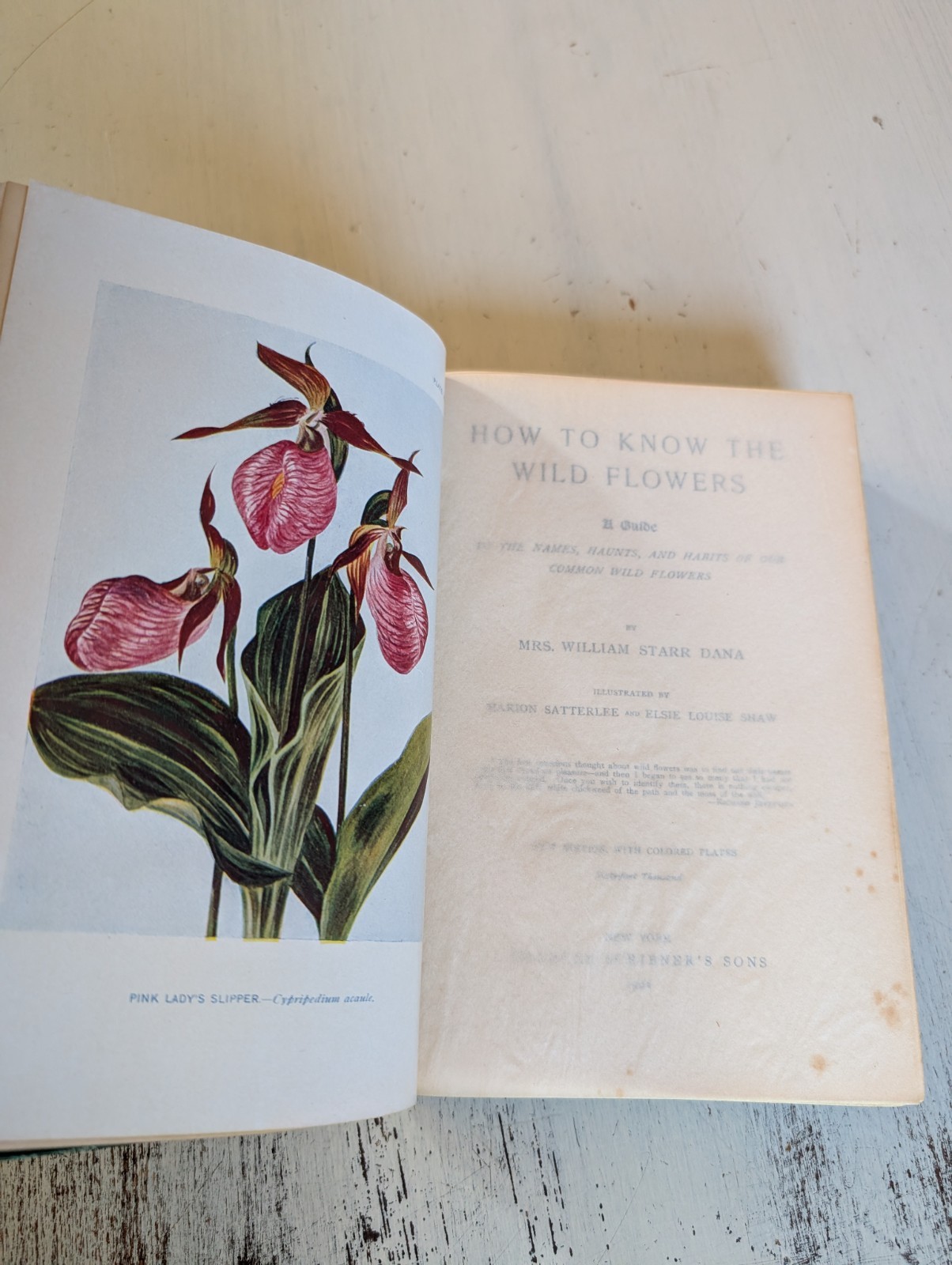 How to Know the Wild Flowers Mrs. William Star Dana 1902 Illustrated Hardcover
