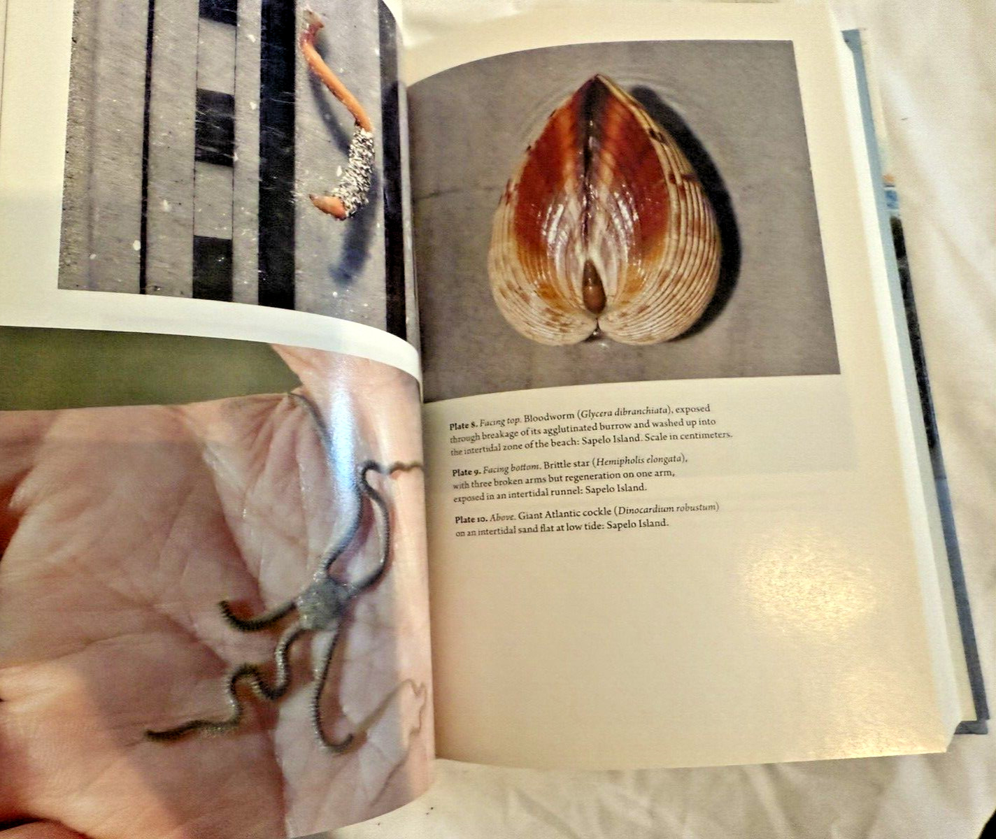 NEW Life Traces Georgia Coast Plants Animals Photos Martin 2013 Book HC DJ