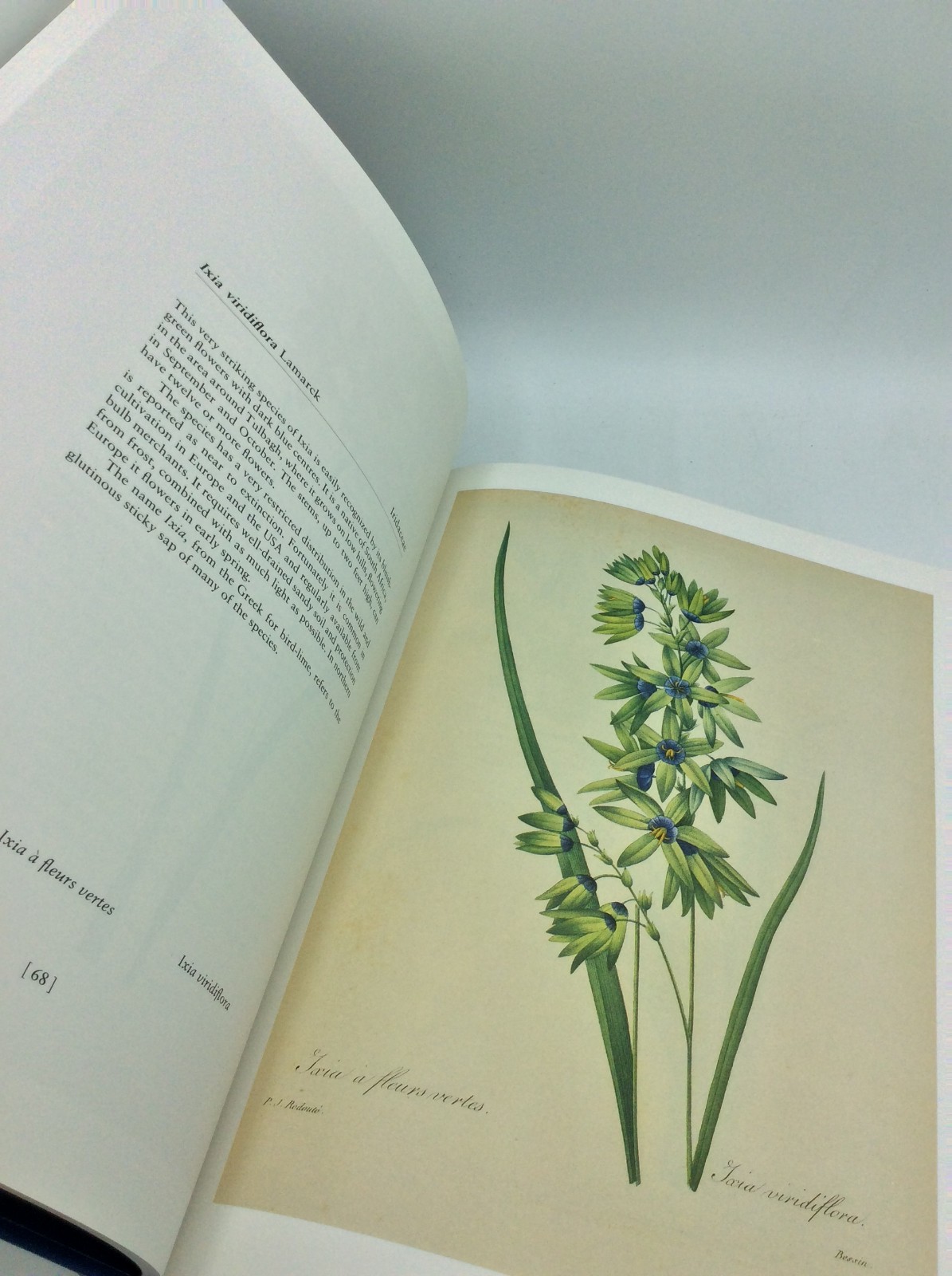 REDOUTE’S FAIREST FLOWERS – Martyn Rix and William T. Stearn – 1987 -illustrated
