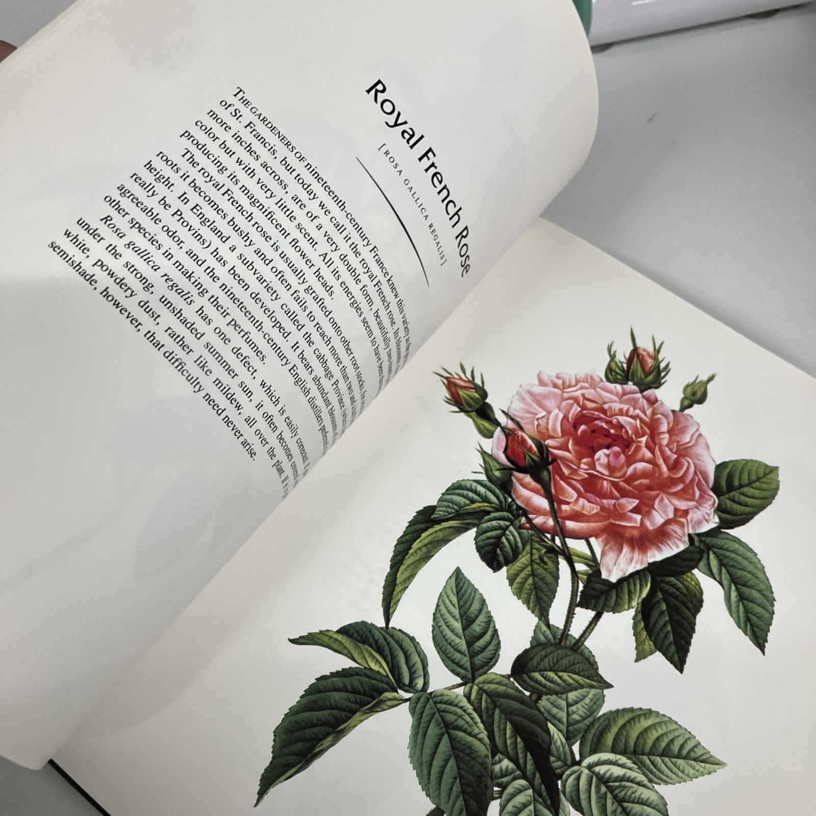 THE COMPLETE BOOK OF 169 REDOUTE ROSES By Pierre Joseph Redoute – Hardcover