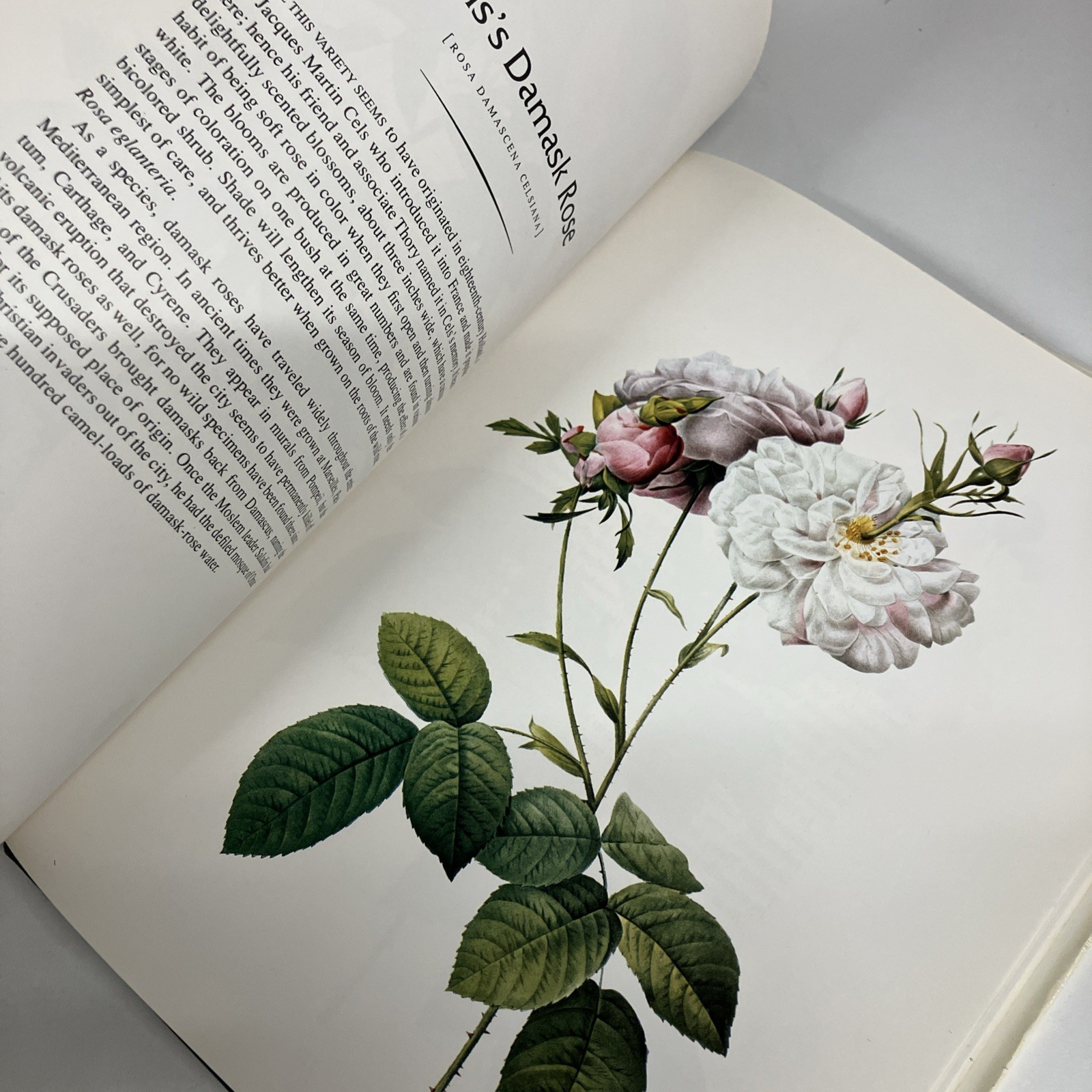 THE COMPLETE BOOK OF 169 REDOUTE ROSES By Pierre Joseph Redoute – Hardcover