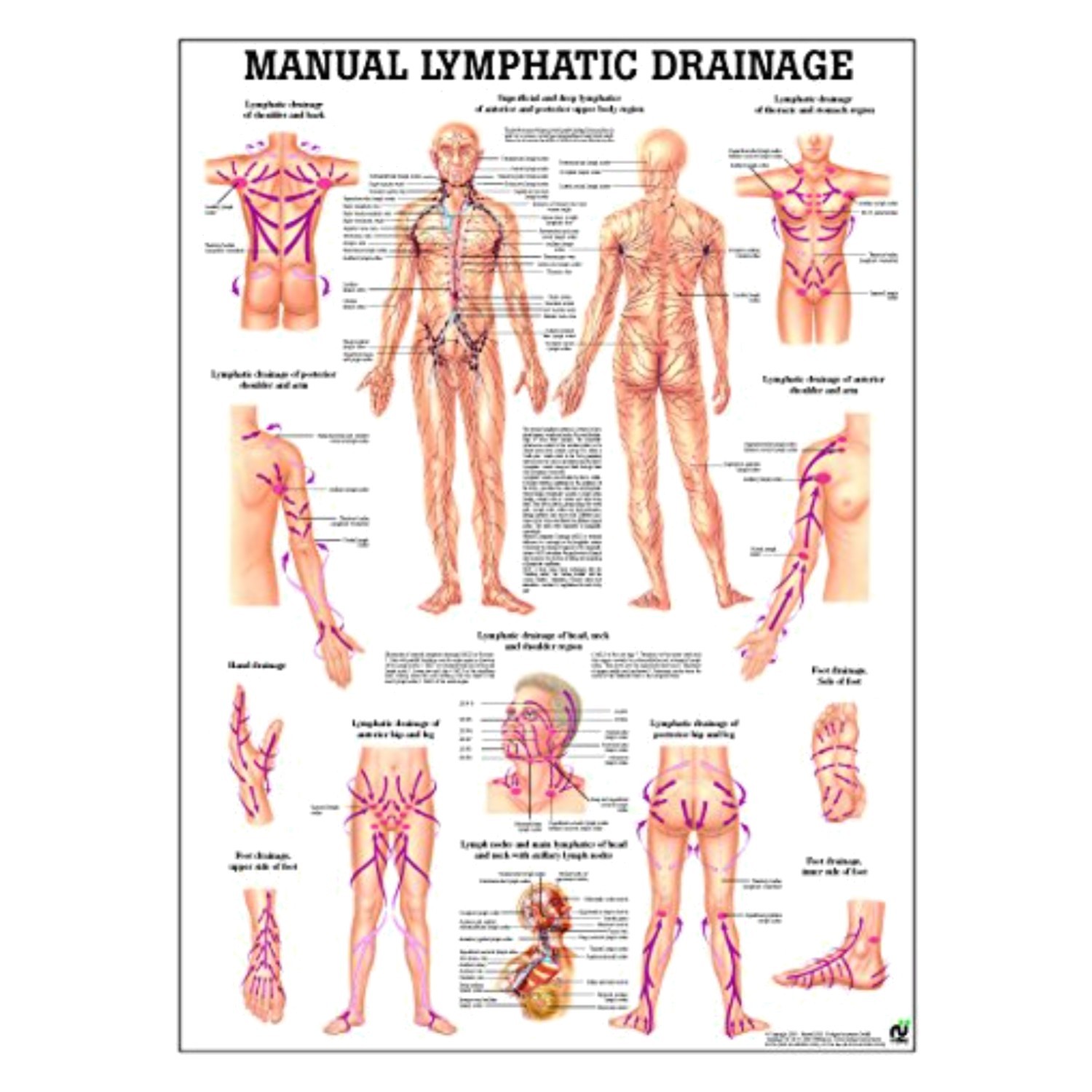 Watercolor Anatomy Poster – Matte Finish