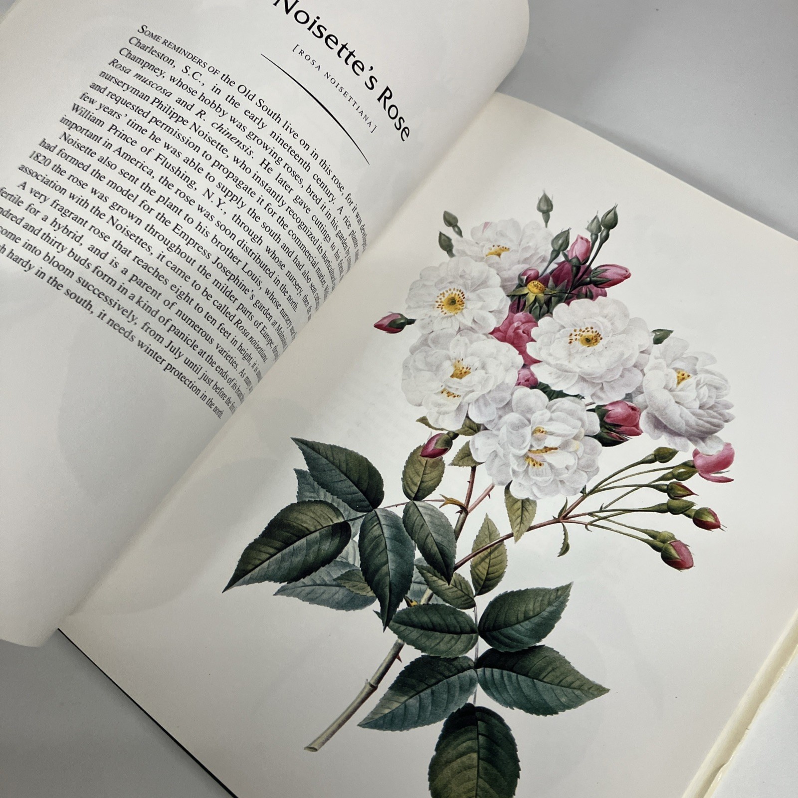 THE COMPLETE BOOK OF 169 REDOUTE ROSES By Pierre Joseph Redoute – Hardcover