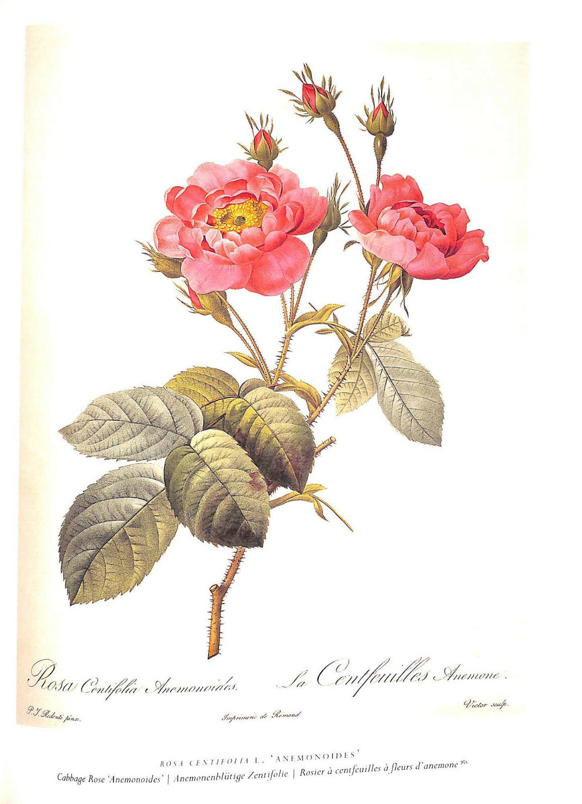 «The Roses Pierre-Joseph Redoute» 2007 REDOUTÉ, Pierre-Joseph, [1759 -1840]