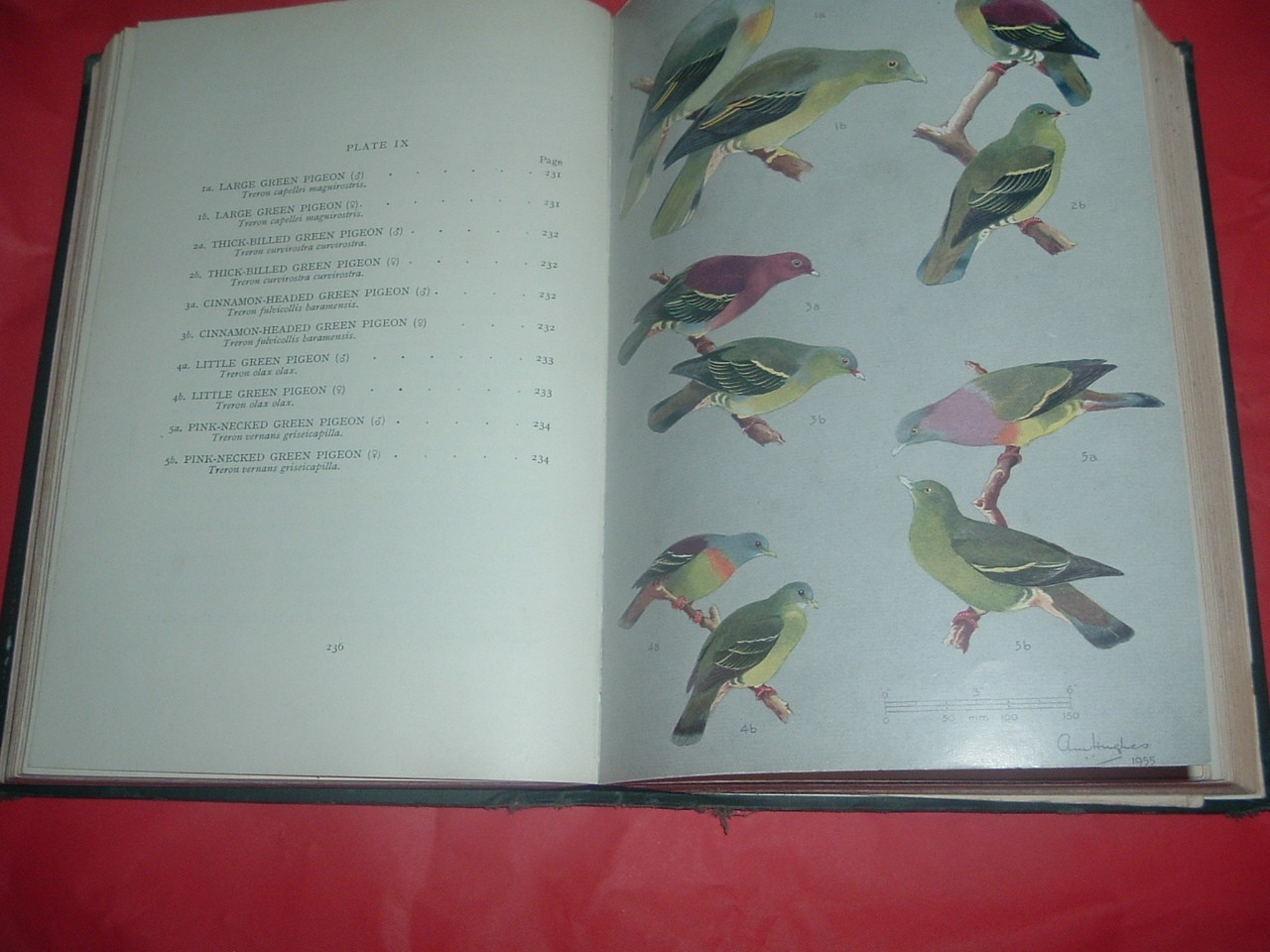 BIRDS OF BORNEO….. B M SMYTHIES HARD BACK, 2ND ED, 51 COLOUR PLATES, 592 PAGES
