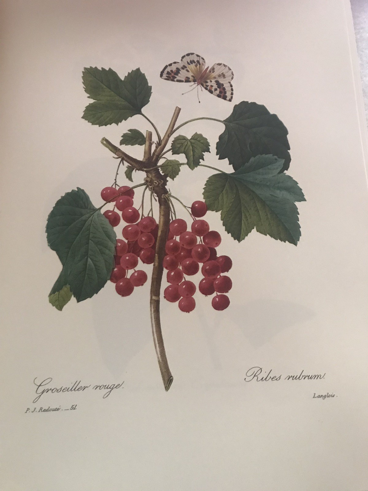 The Most Beautiful Flowers Pierre Joseph Redoute Coffee Table Book HCDJ Vtg 1981