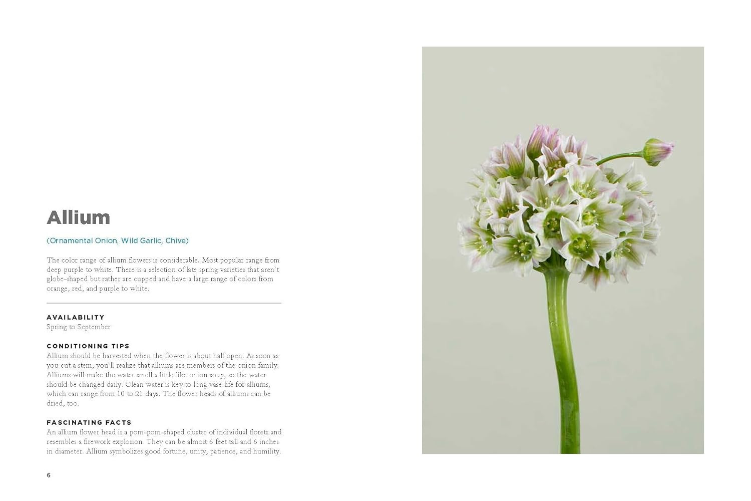 The Encyclopedia of Cut Flowers: What Flowers to Buy, When to Buy Them, and How