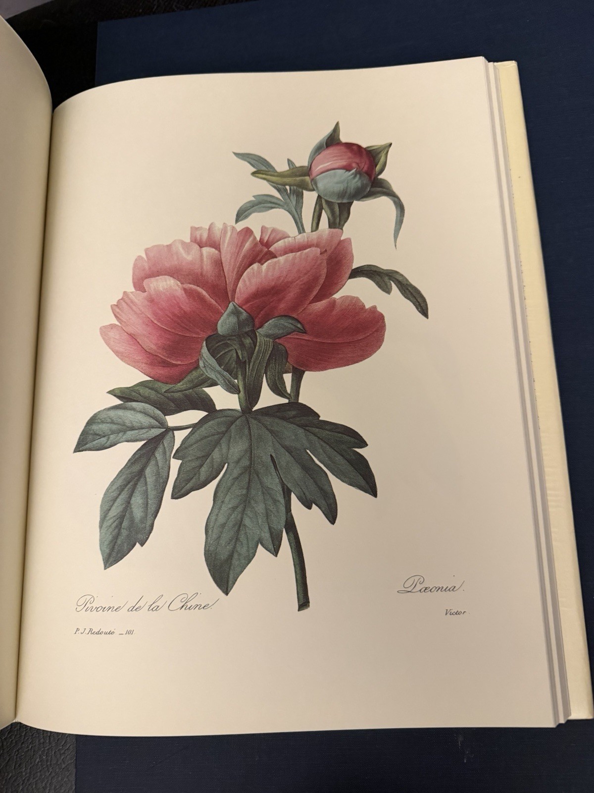 Beautiful Flowers & Fruits by Pierre Joseph Redoute – Like New Condition
