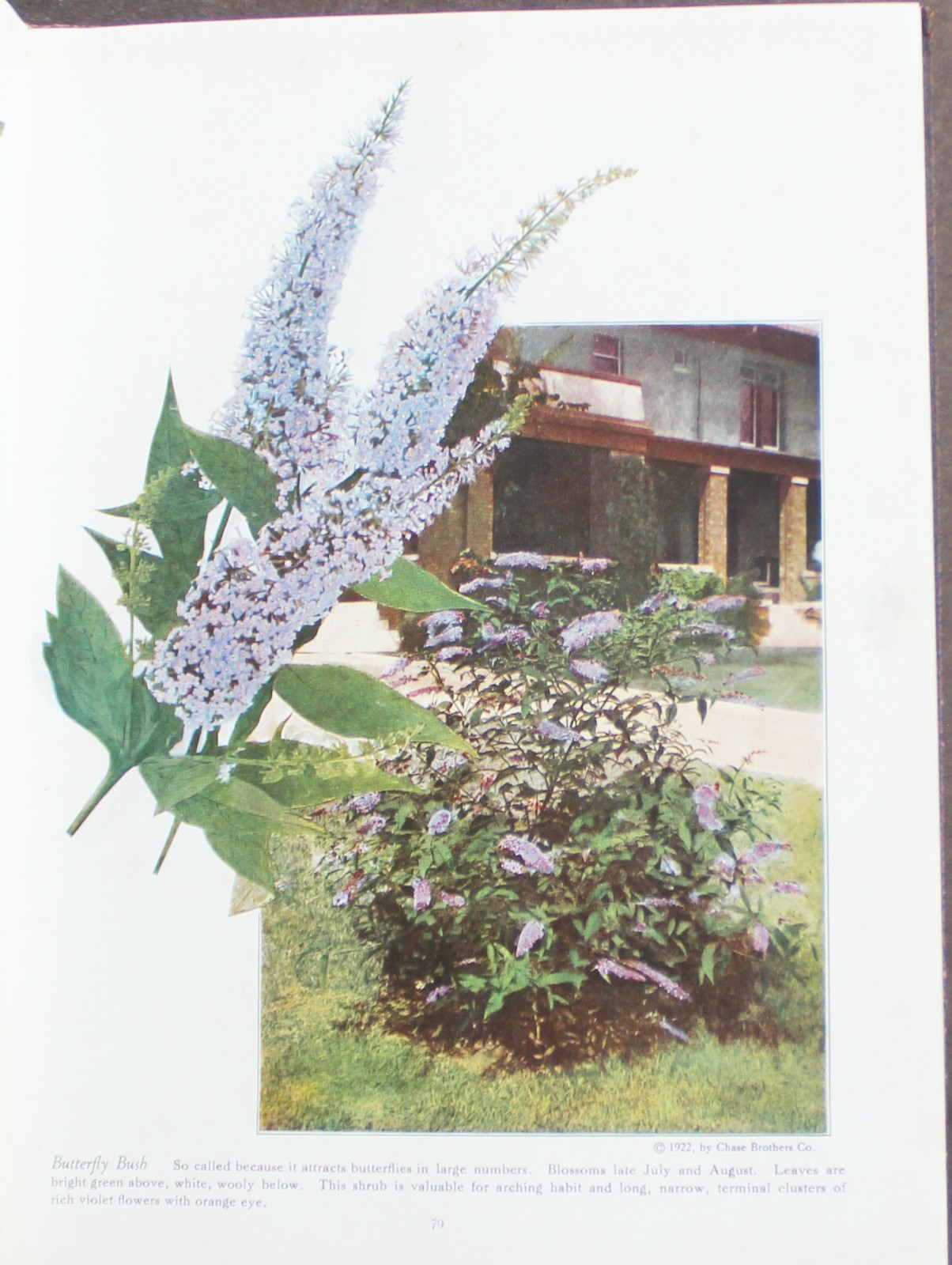 Rare Antique Old Book Chase Fruit Tree Flower Garden 1922 Vine Natural Nature ⭐