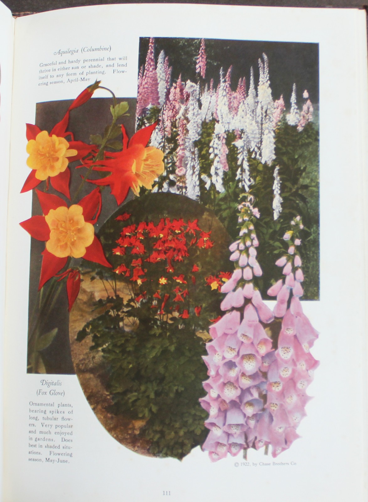 Rare Antique Old Book Chase Fruit Tree Flower Garden 1922 Vine Natural Nature ⭐