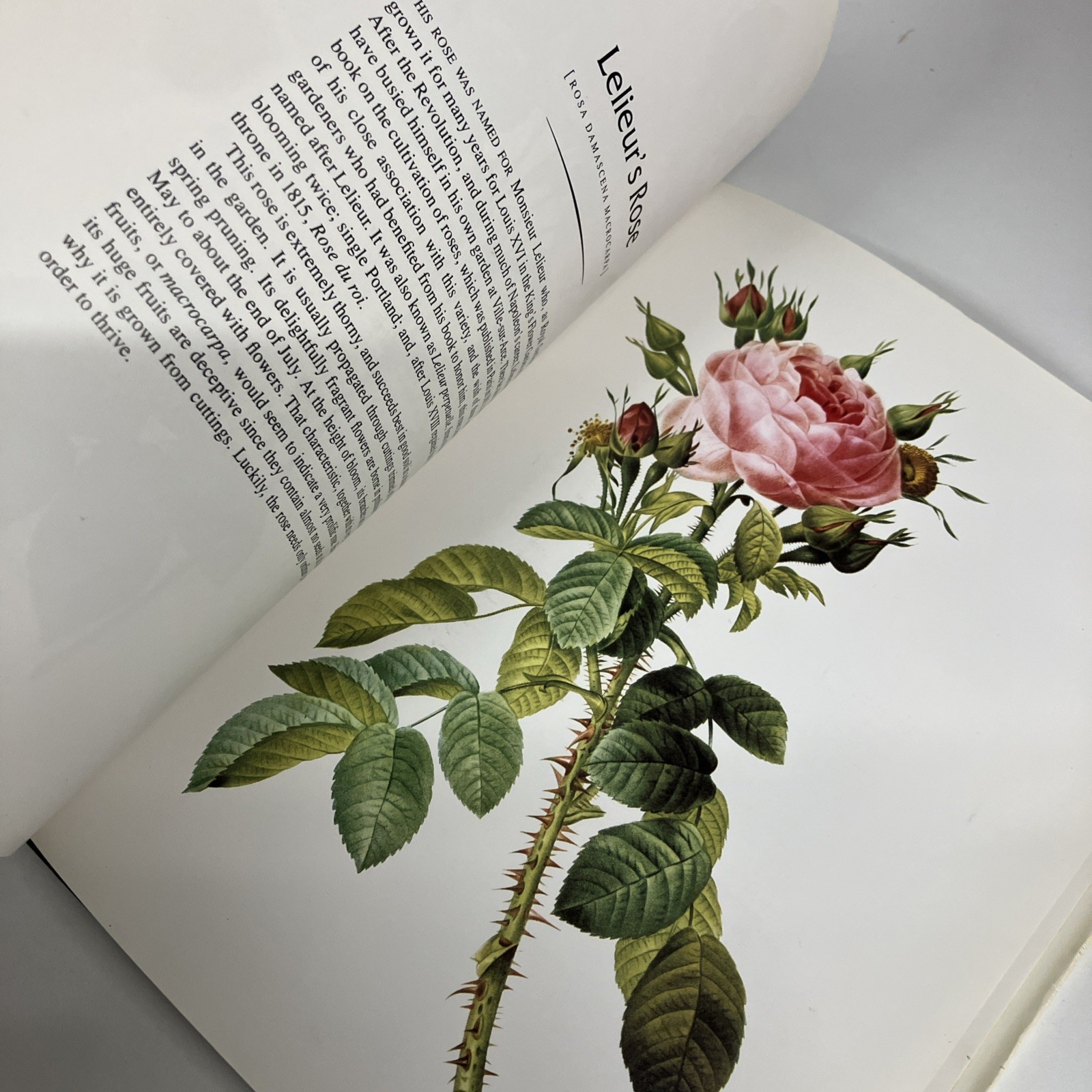 THE COMPLETE BOOK OF 169 REDOUTE ROSES By Pierre Joseph Redoute – Hardcover