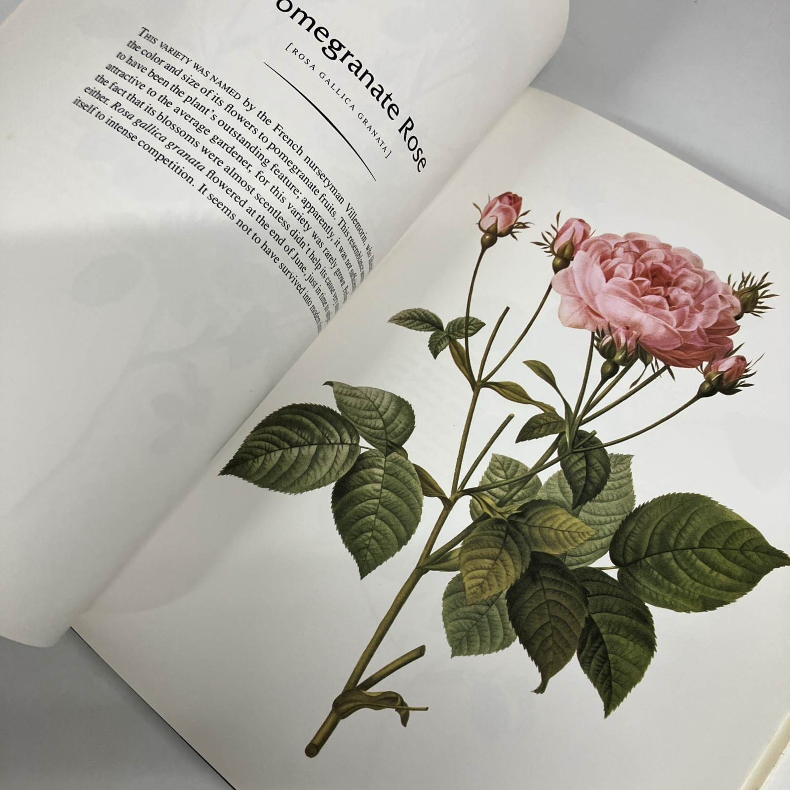 THE COMPLETE BOOK OF 169 REDOUTE ROSES By Pierre Joseph Redoute – Hardcover