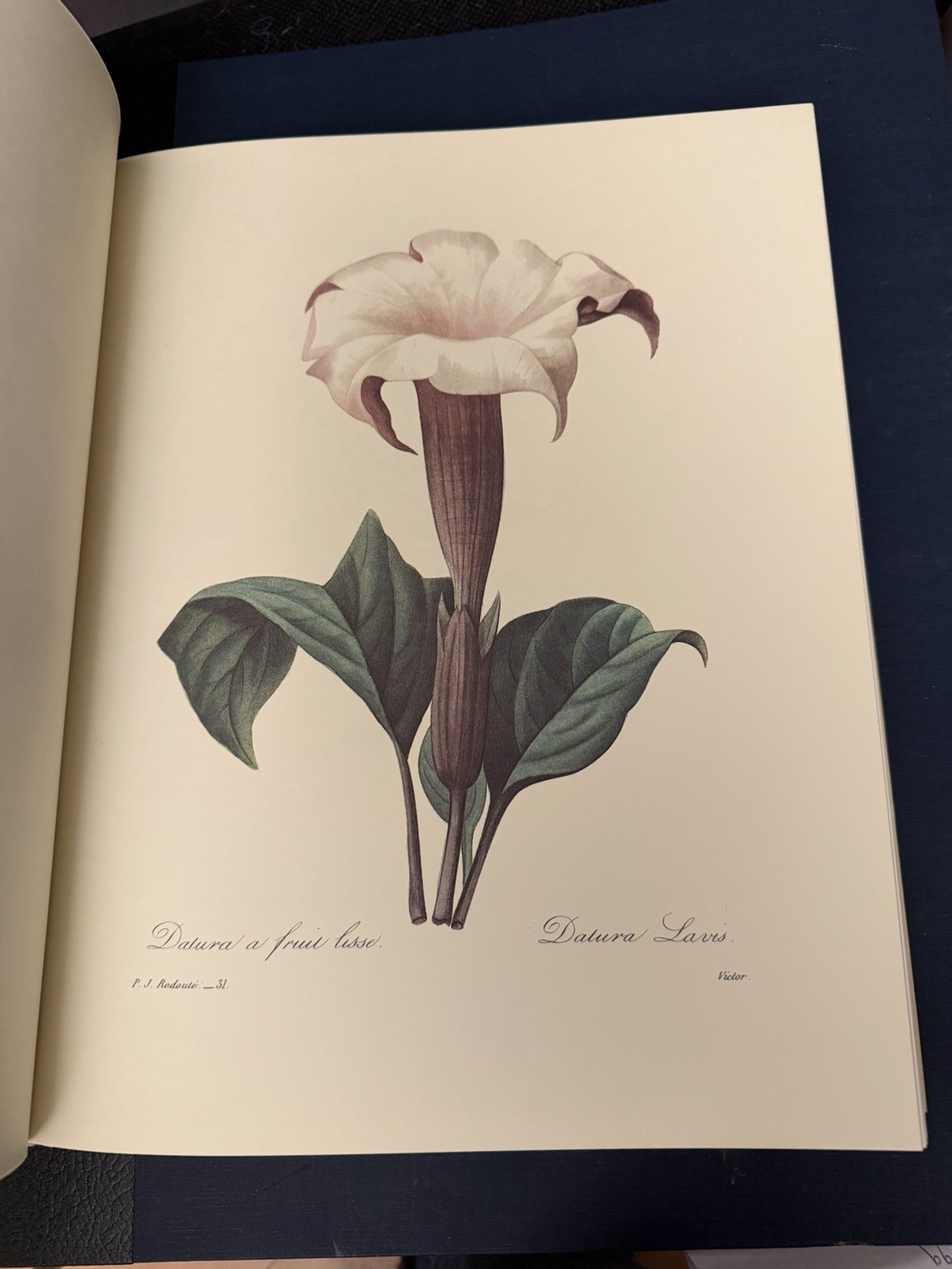 Beautiful Flowers & Fruits by Pierre Joseph Redoute – Like New Condition