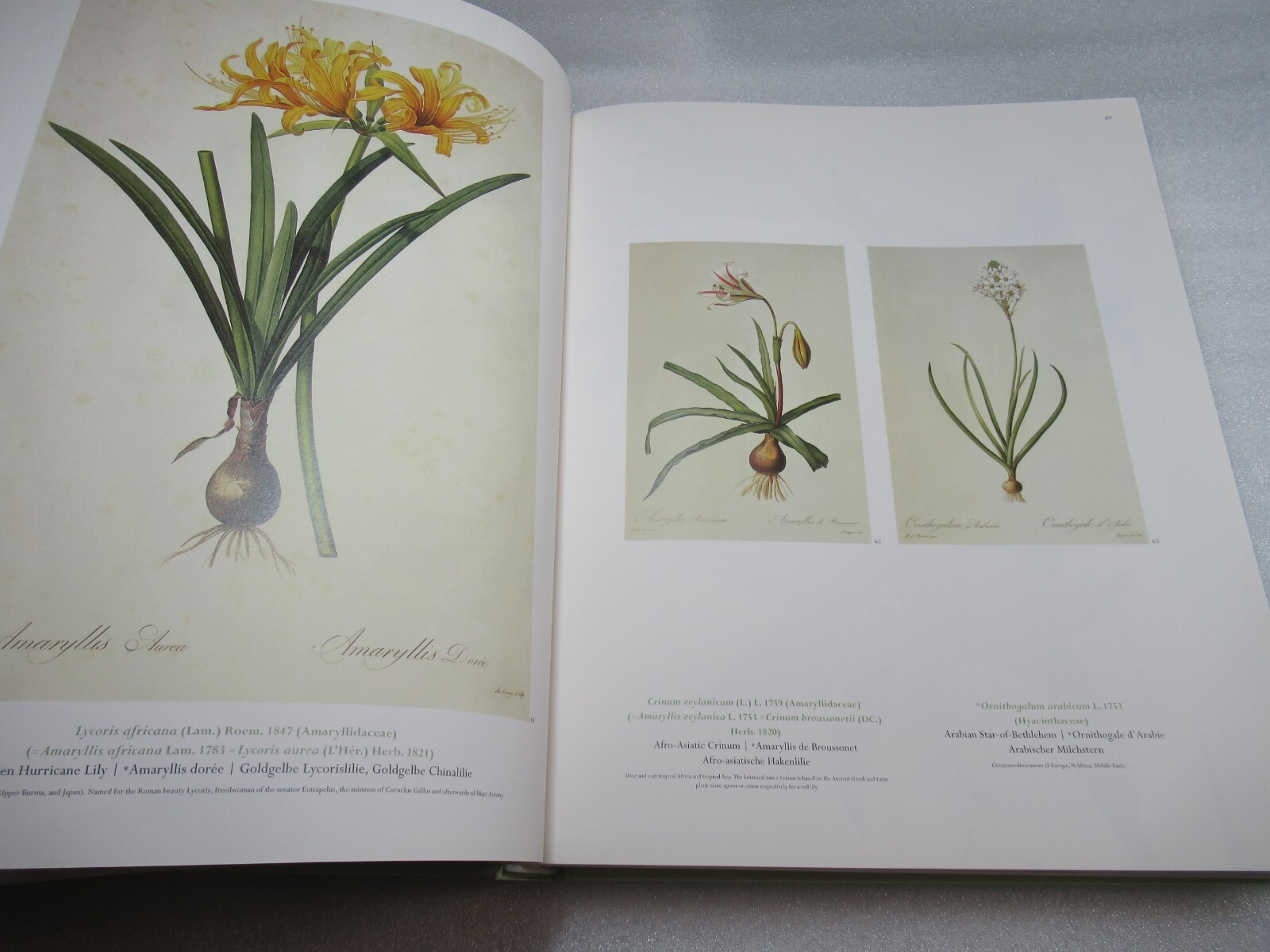 THE LILIES – Pierre-Joseph Redoute 1759-1840 – Taschen 2000 HB-DJ