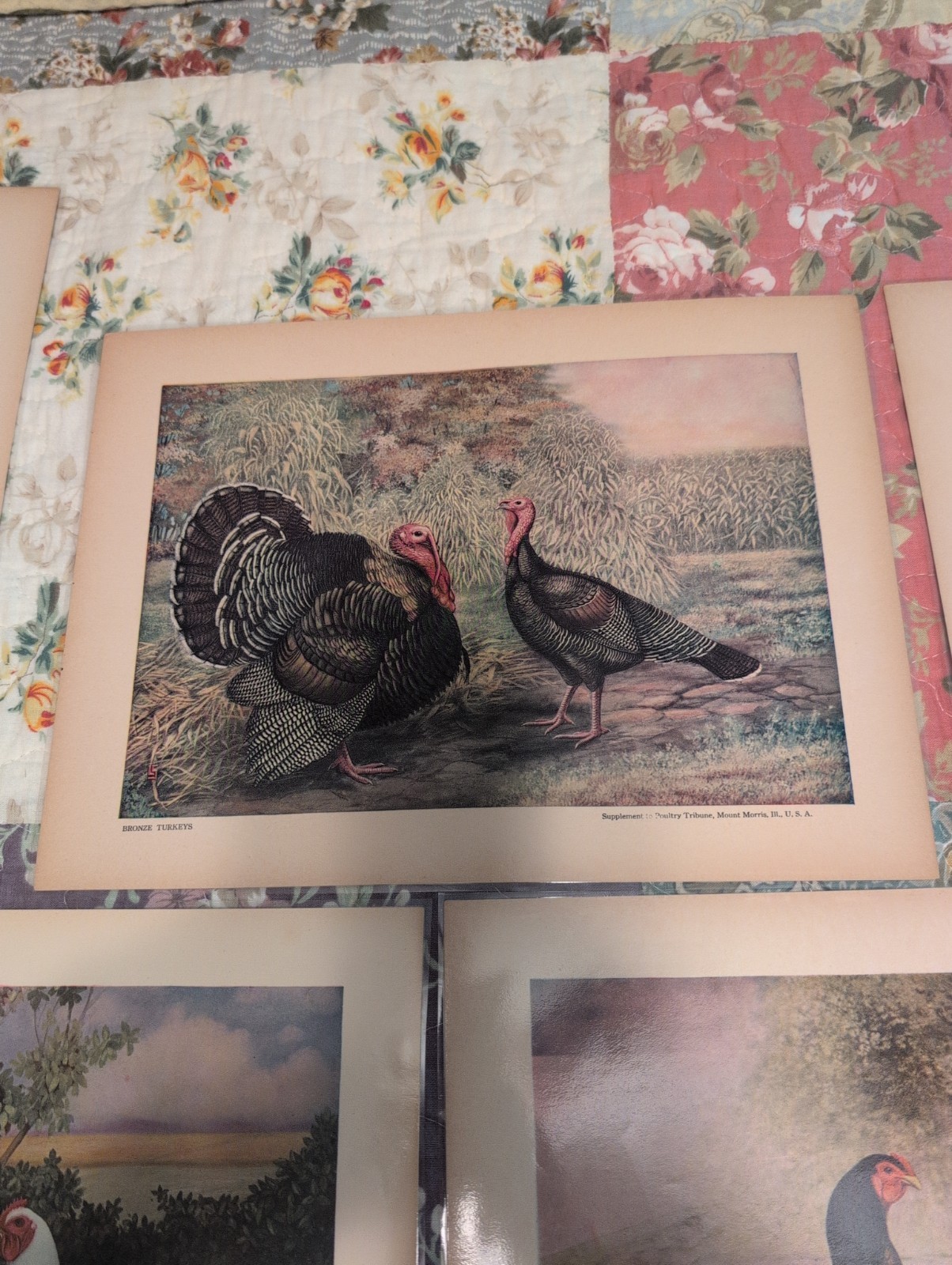12- 1920s-1930s Poultry Tribune Magazine Chicken Poultry Prints- Laminated