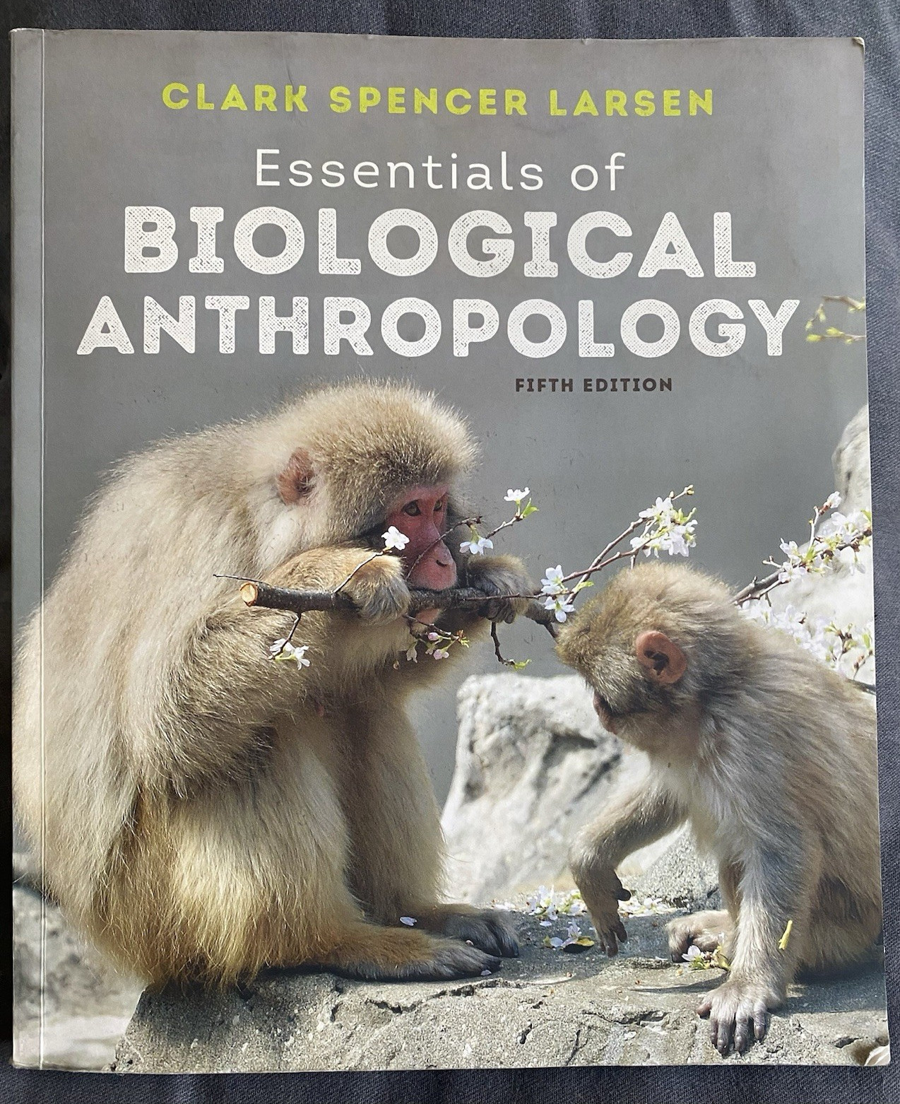 Essentials of Biological Anthropology 5th Ed: Code Included *Read*