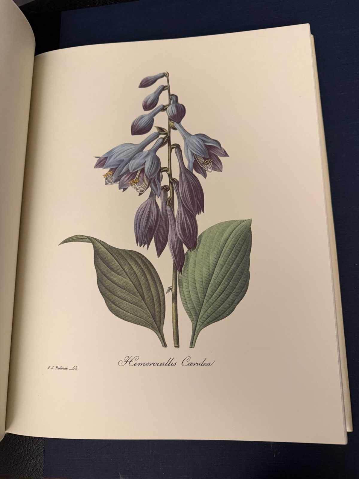 Beautiful Flowers & Fruits by Pierre Joseph Redoute – Like New Condition