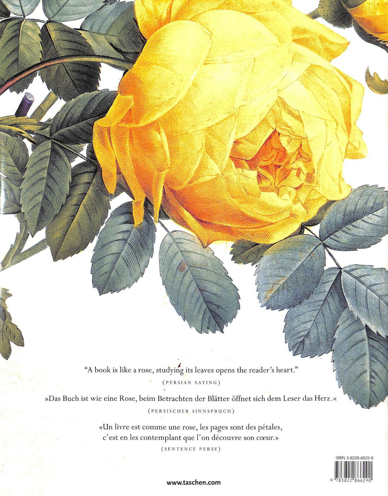«The Roses Pierre-Joseph Redoute» 2007 REDOUTÉ, Pierre-Joseph, [1759 -1840]