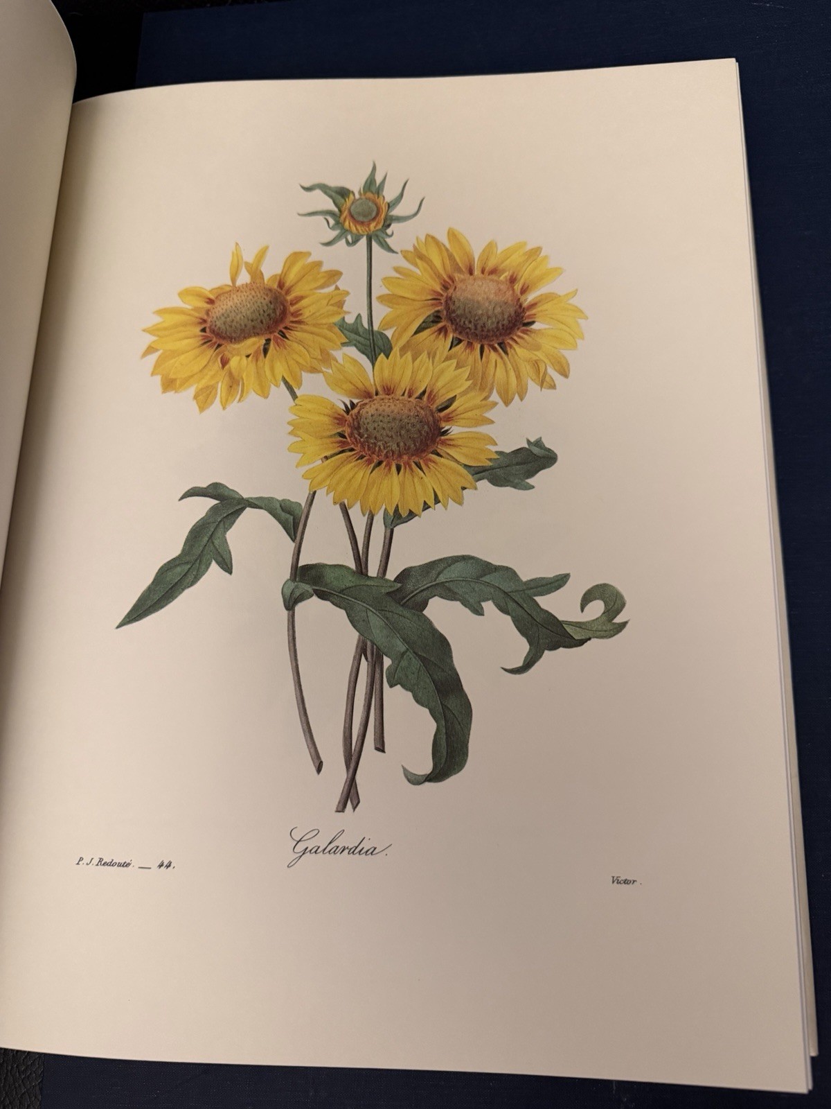 Beautiful Flowers & Fruits by Pierre Joseph Redoute – Like New Condition