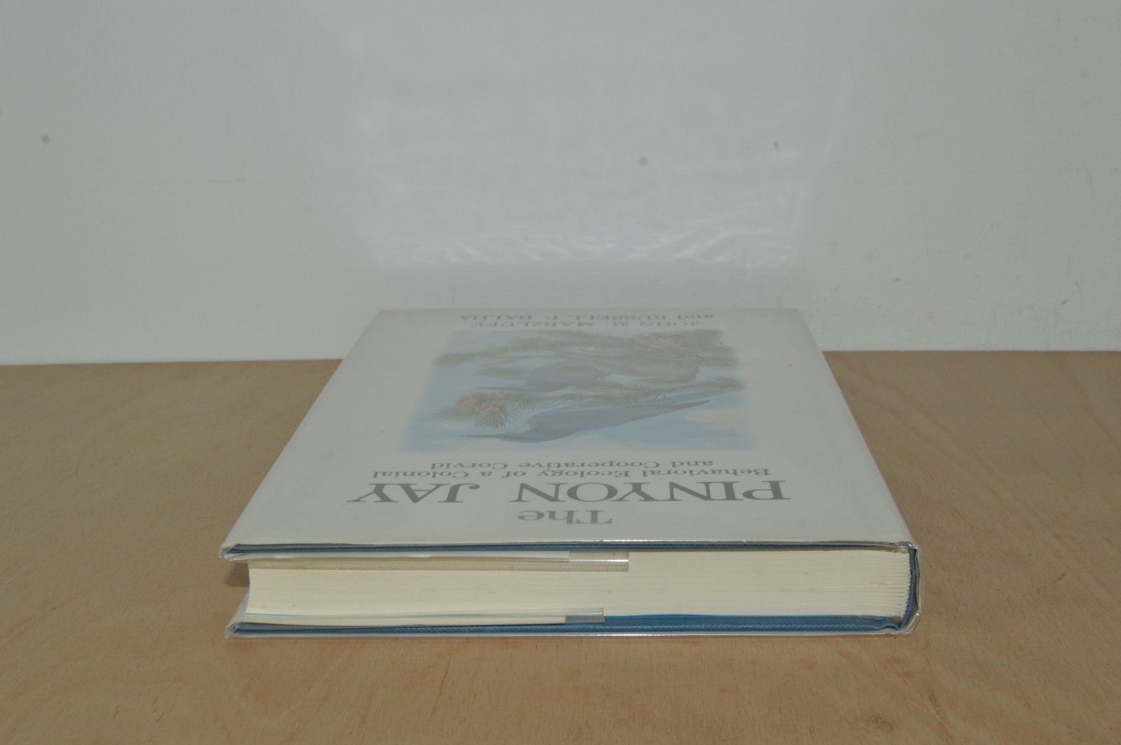 The Pinyon Jay – John Marzluff – Poyser Monograph (#T2)